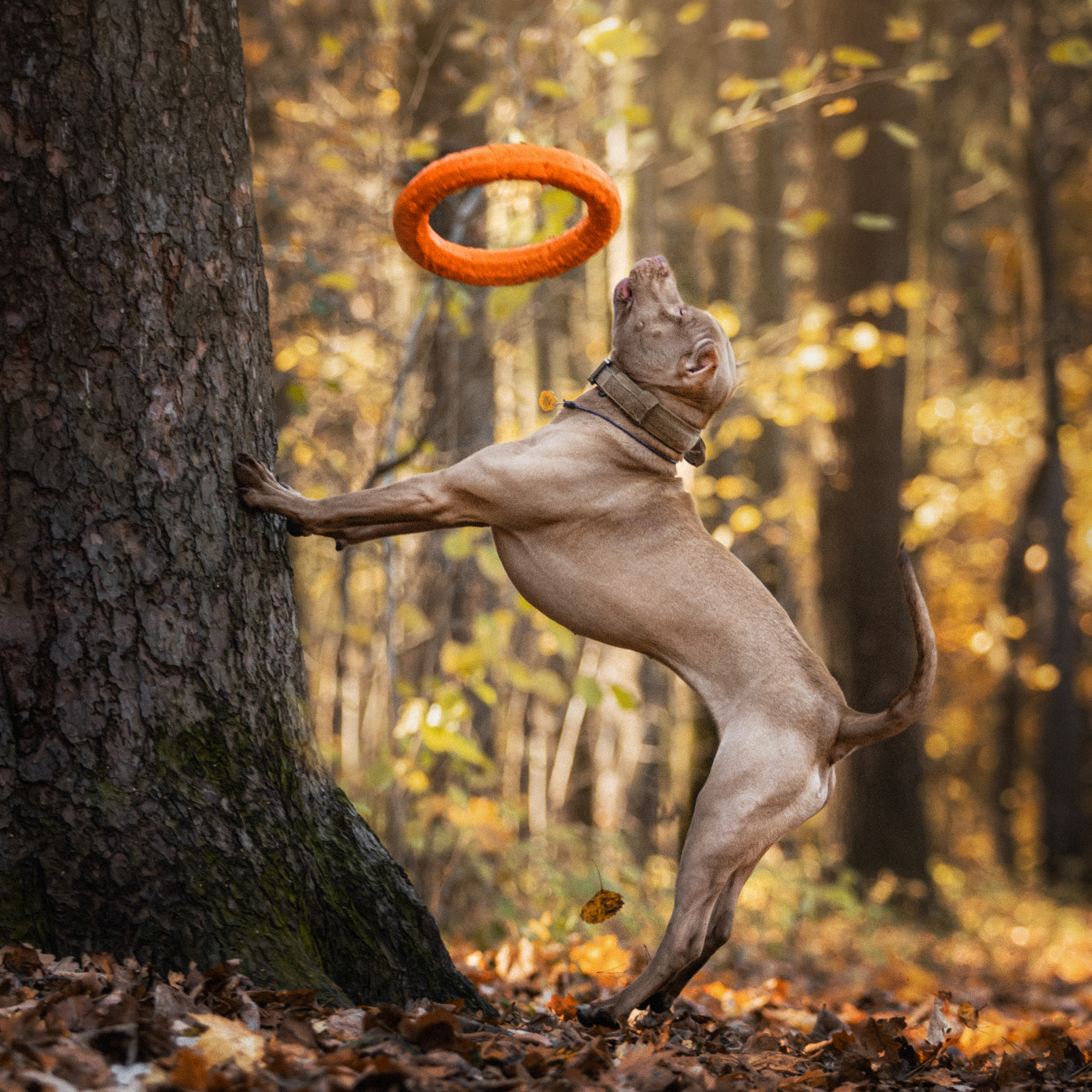 Фотосессия с собаками Камю и Афина в Москве