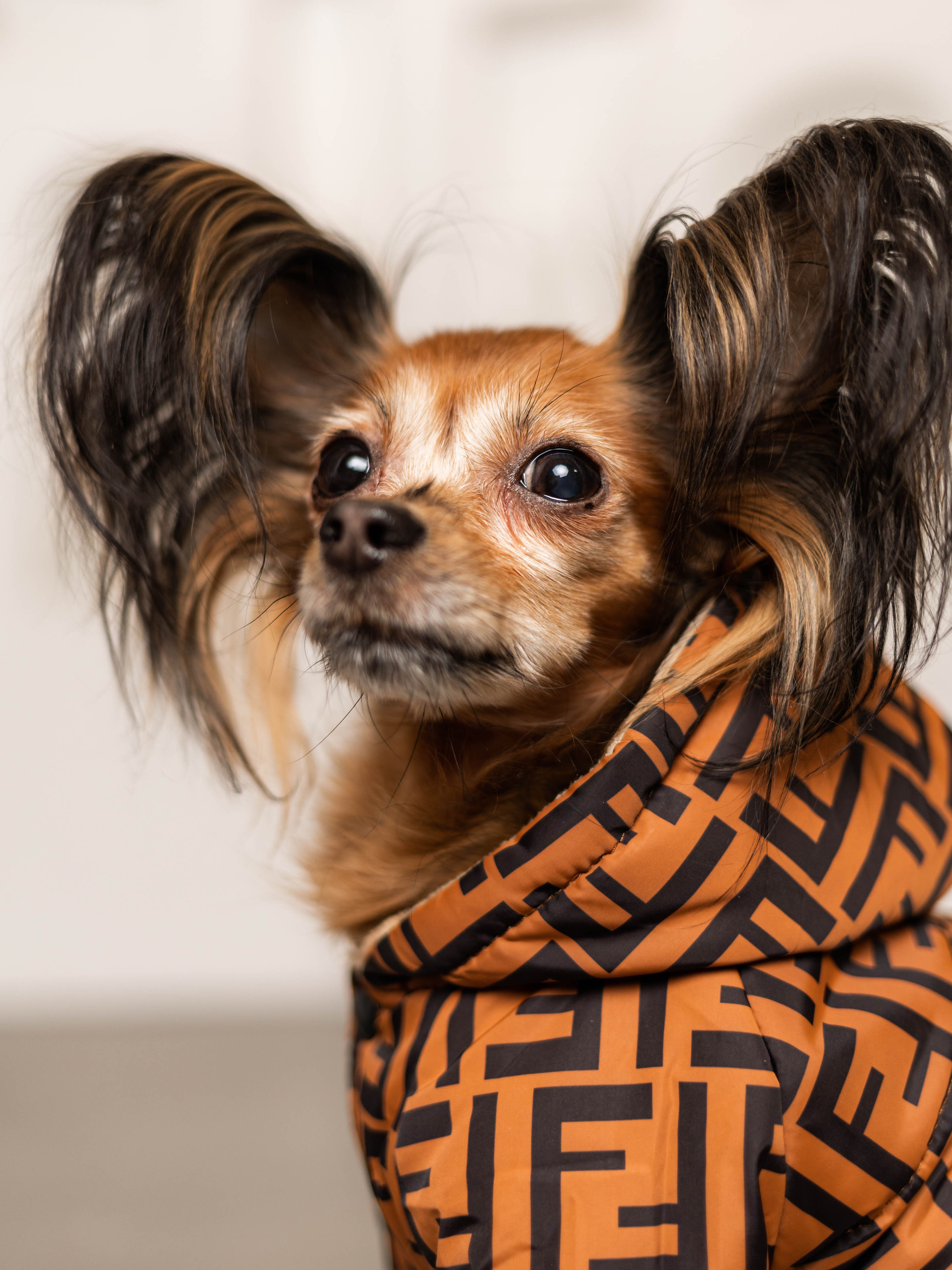 Фотосессия для каталога собачьих товаров на Wildberries