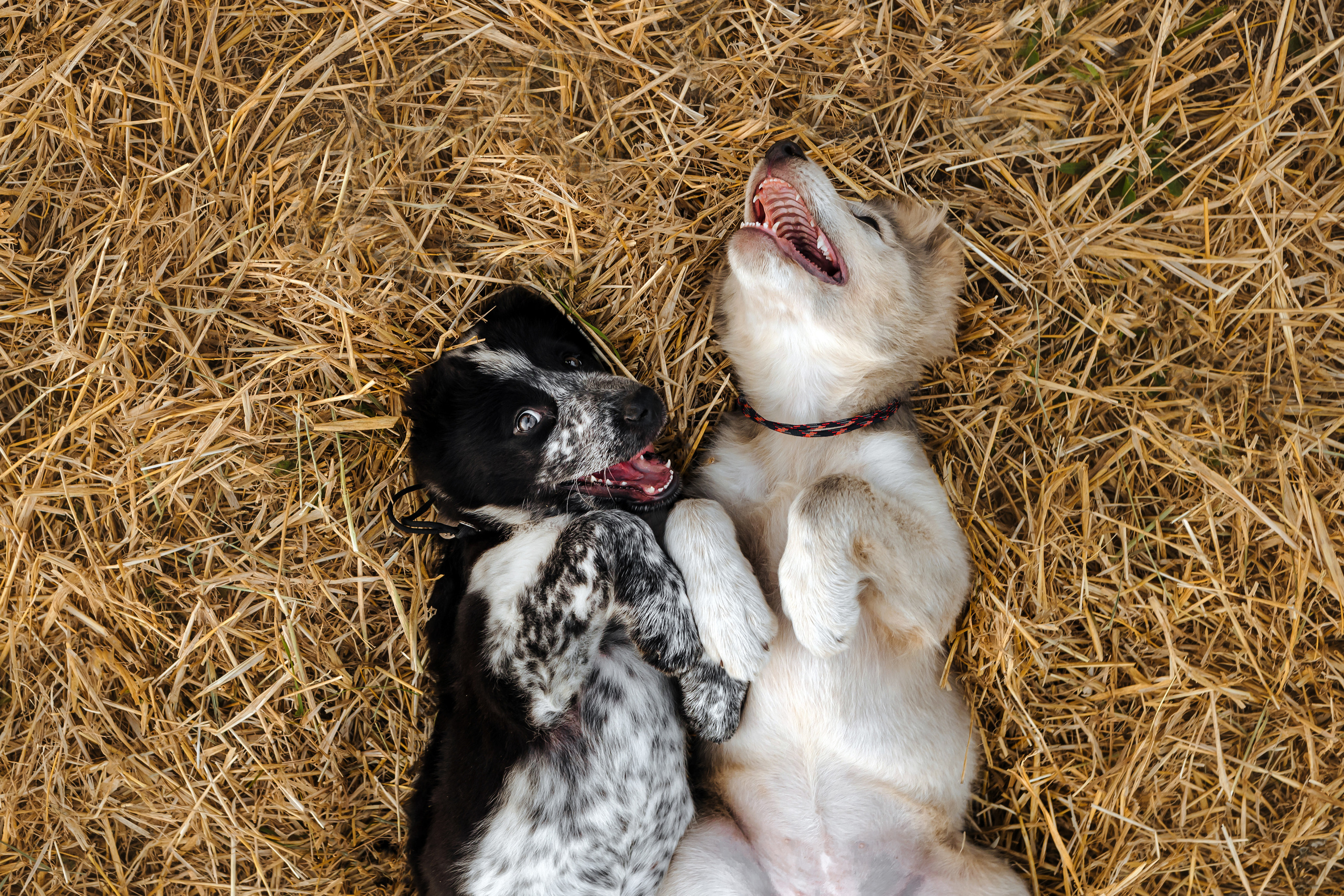Фотосессия со стогами сена с собаками в Москве