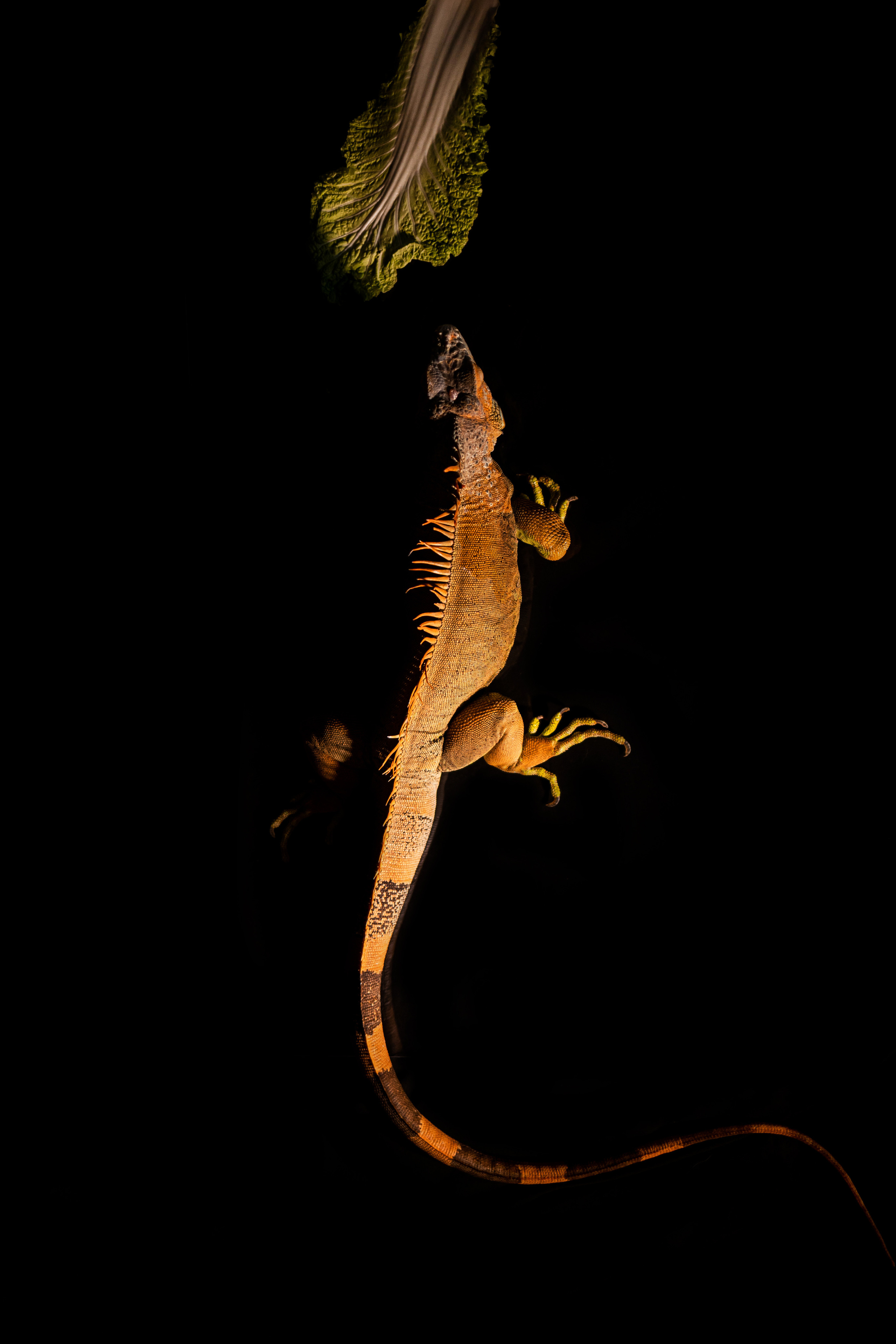 Фотосессия игуаны Иги