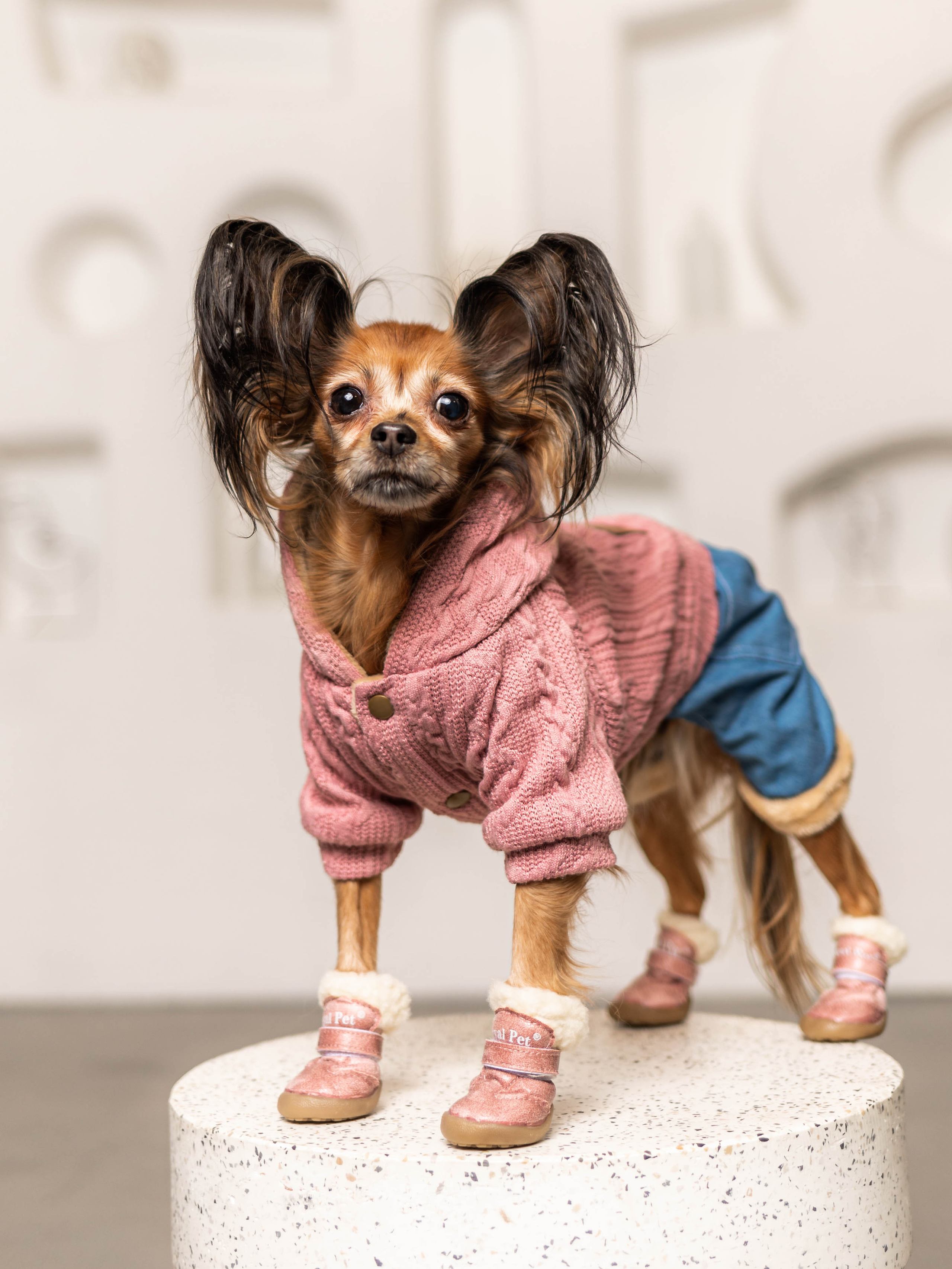 Фотосессия для каталога собачьих товаров на Wildberries