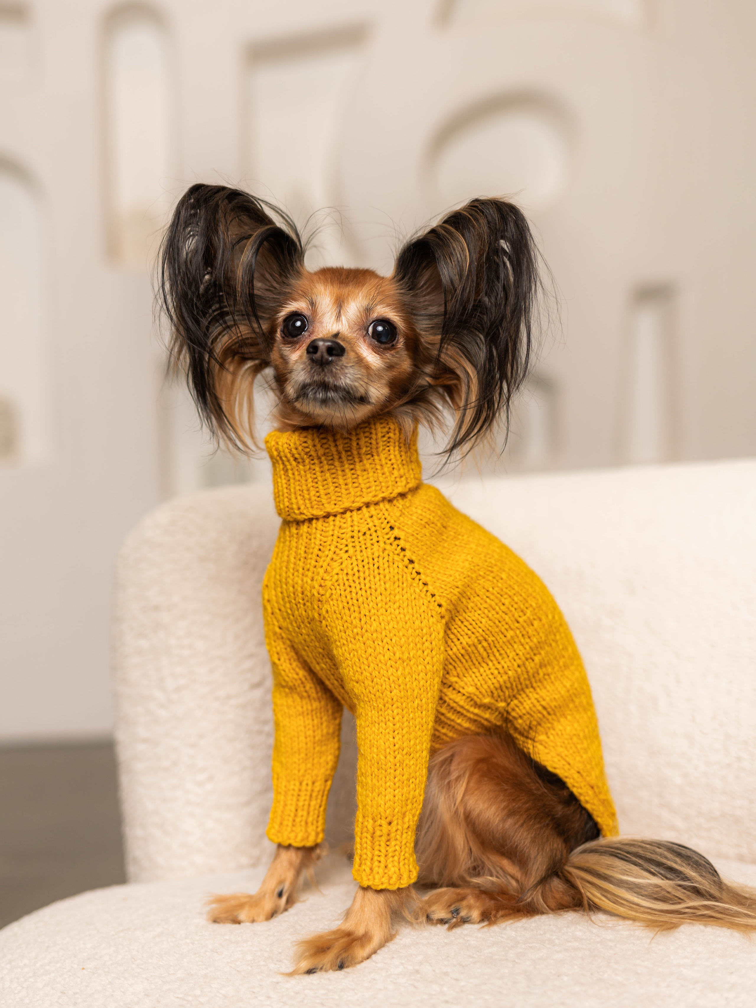 Фотосессия для каталога собачьих товаров на Wildberries