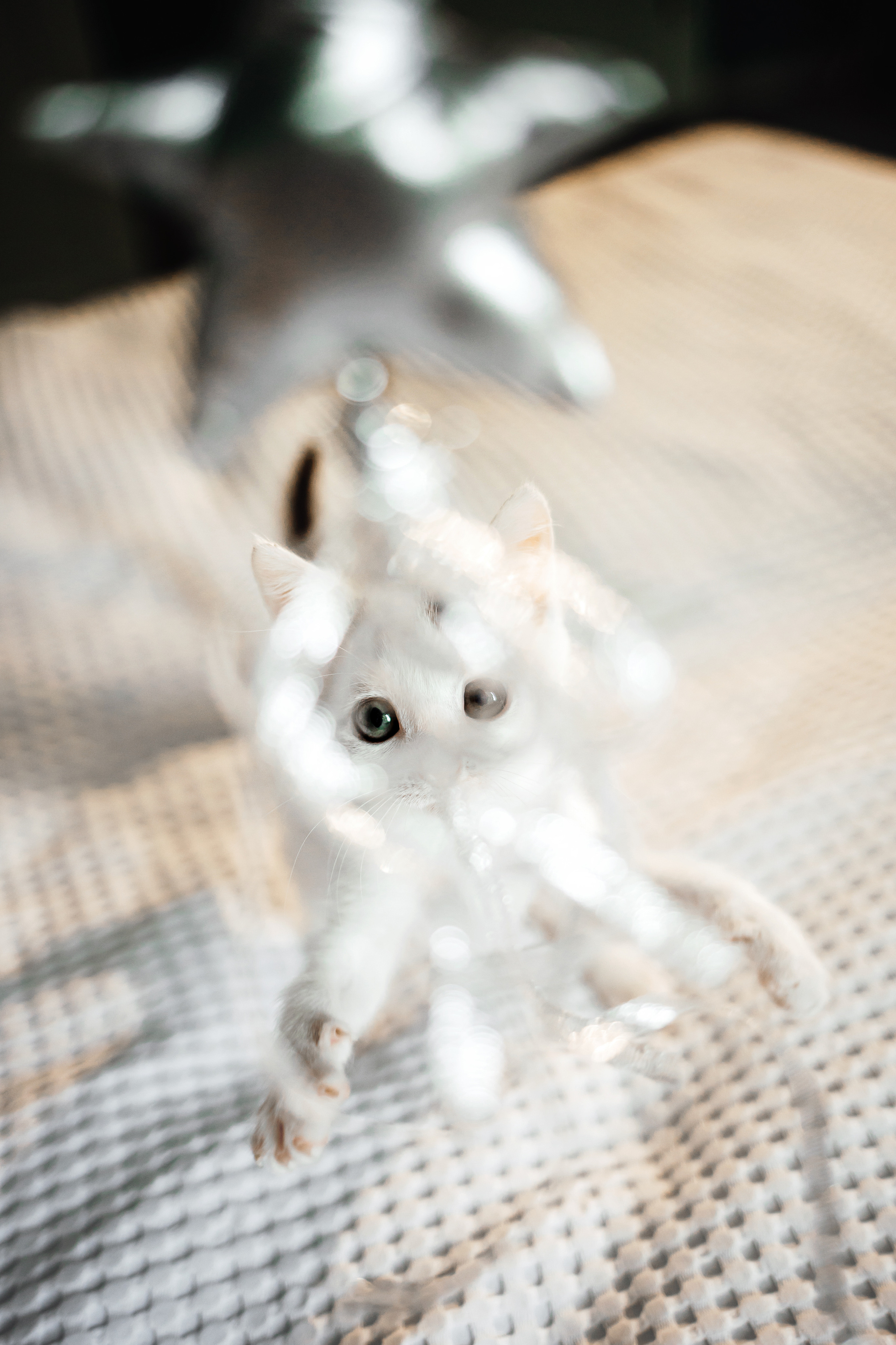 Фотосессия для котят в интерьере