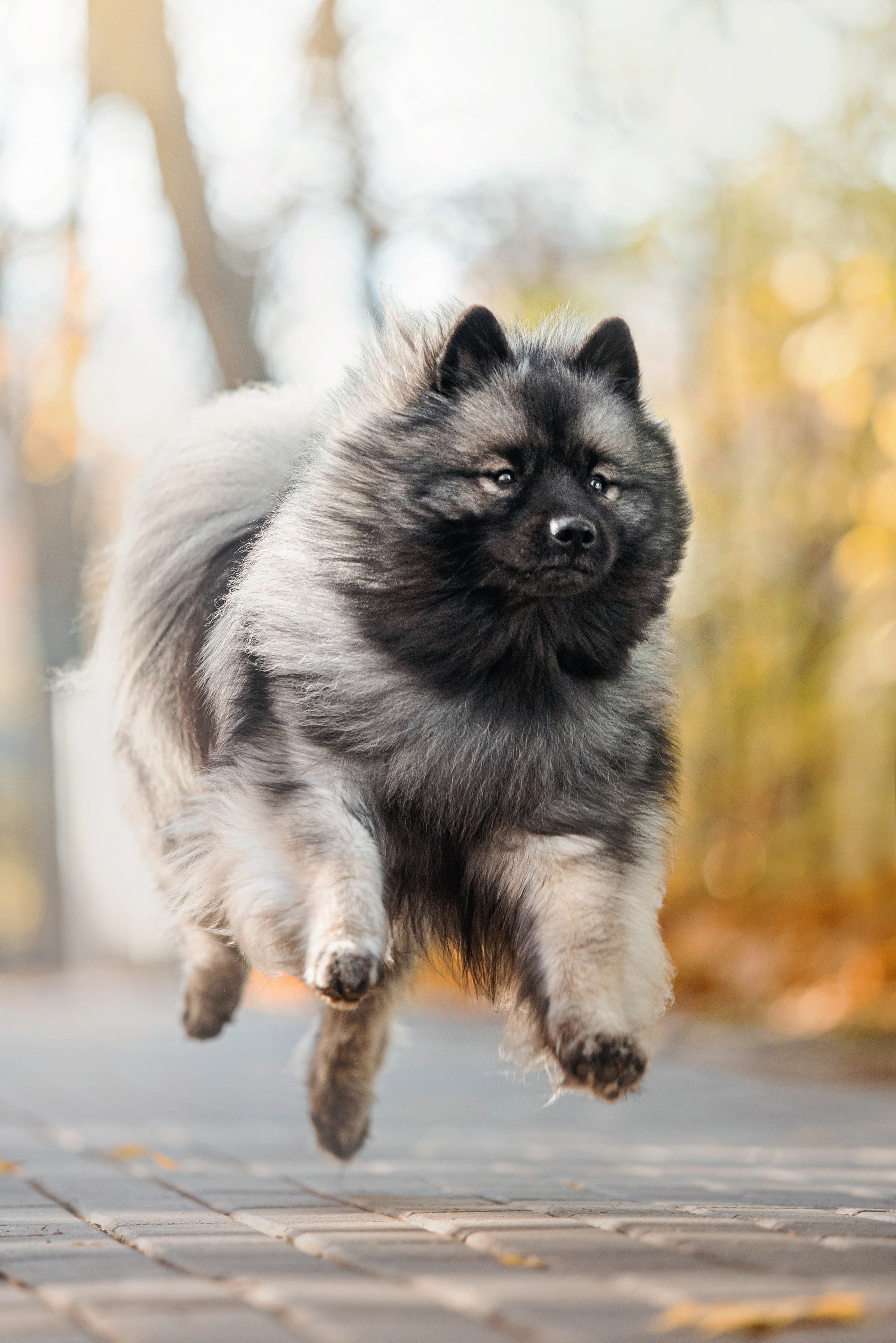 Фотосессия с собакой Чарой в Москве