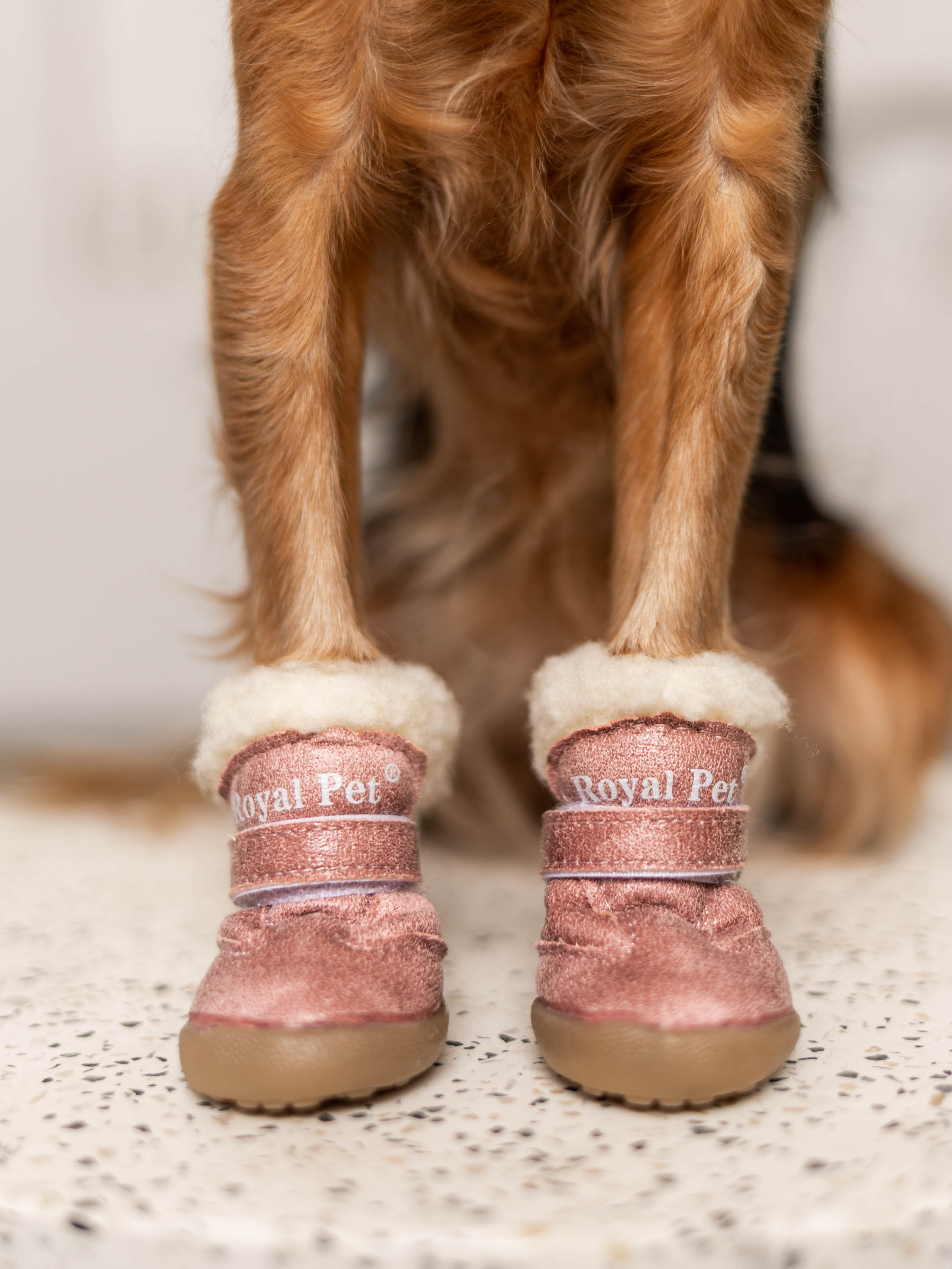 Фотосессия для каталога собачьих товаров на Wildberries