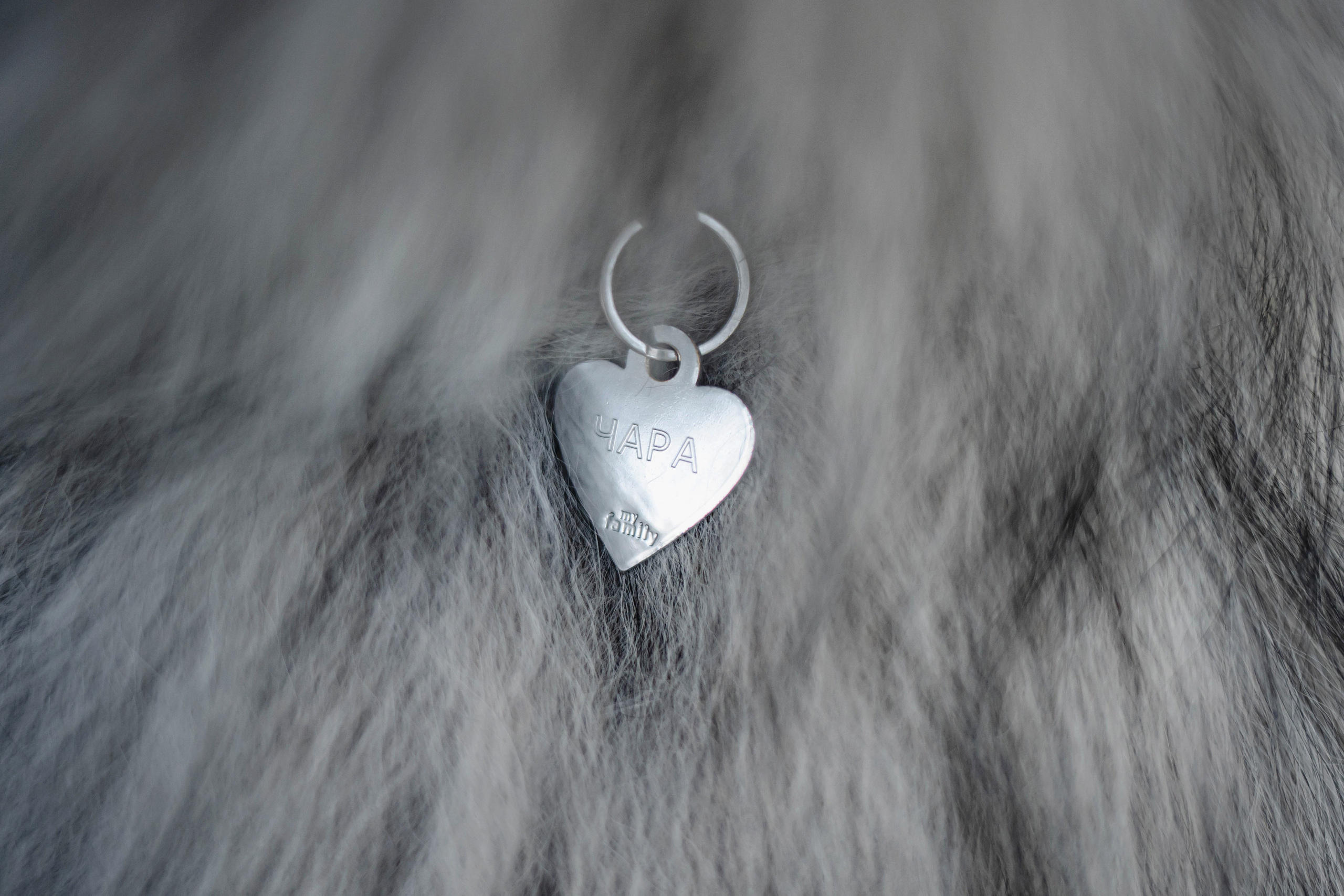 Фотосессия с собакой Чарой в Москве