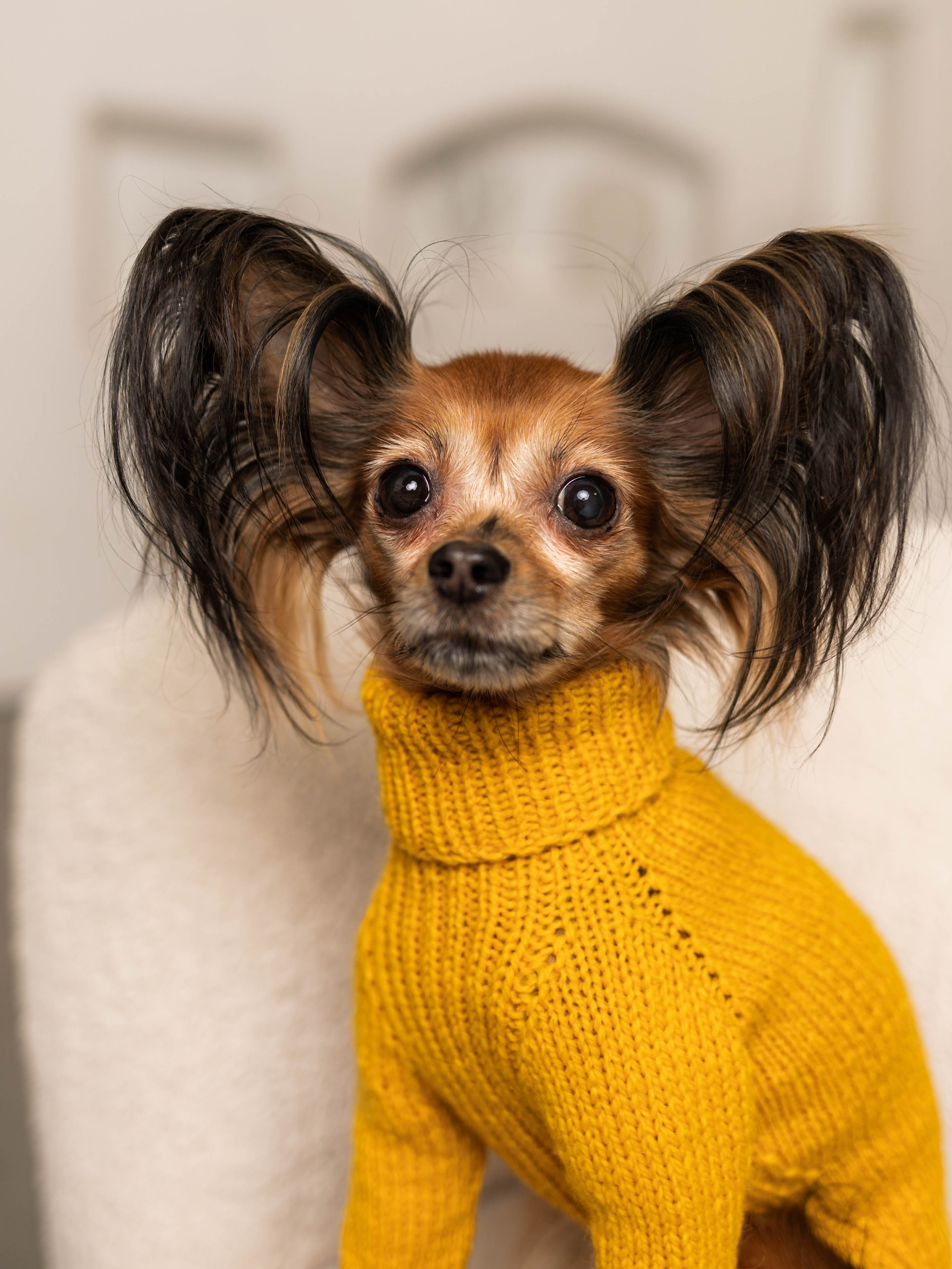 Фотосессия для каталога собачьих товаров на Wildberries