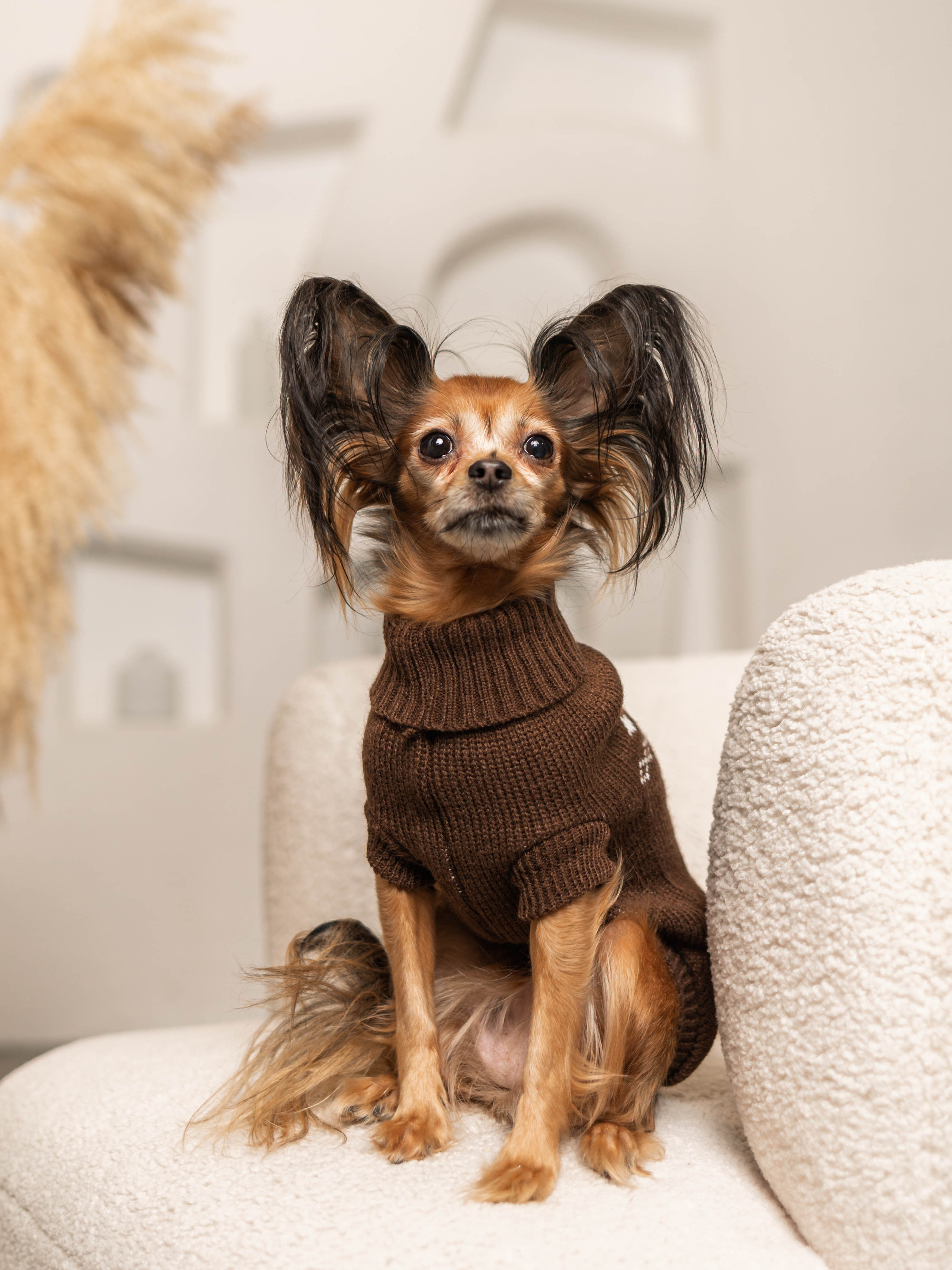 Фотосессия для каталога собачьих товаров на Wildberries