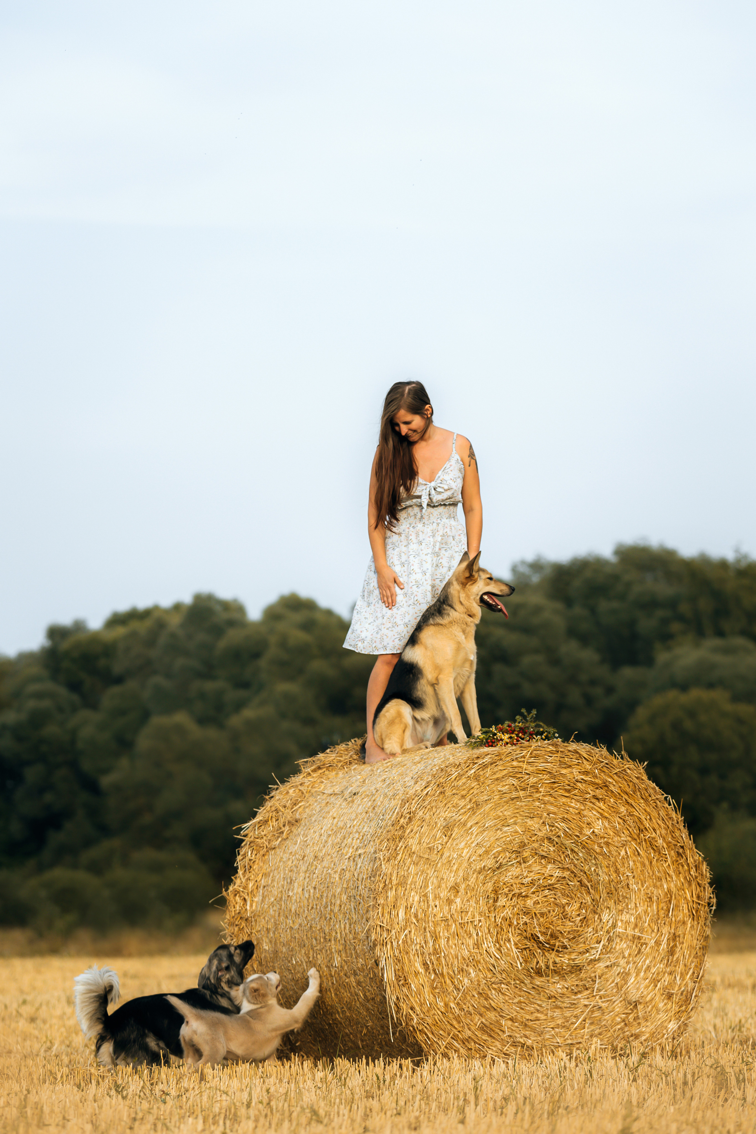 Фотосессия со стогами сена с собаками в Москве