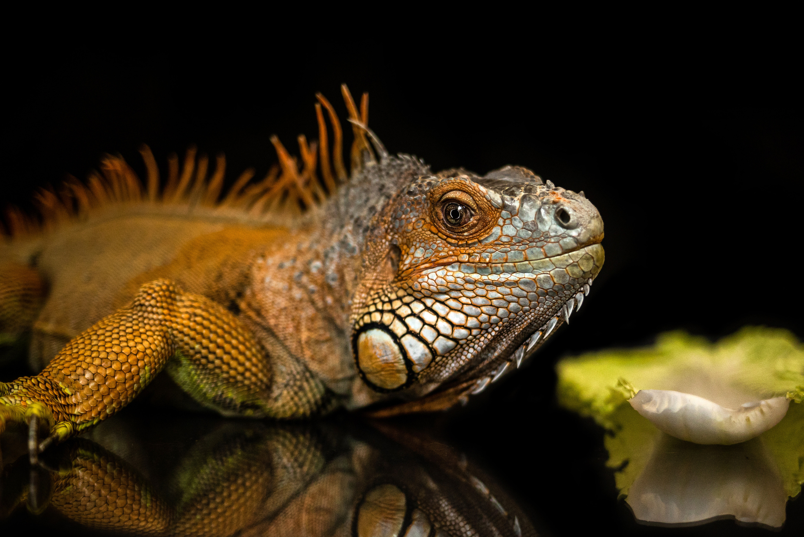 Фотосессия игуаны Иги