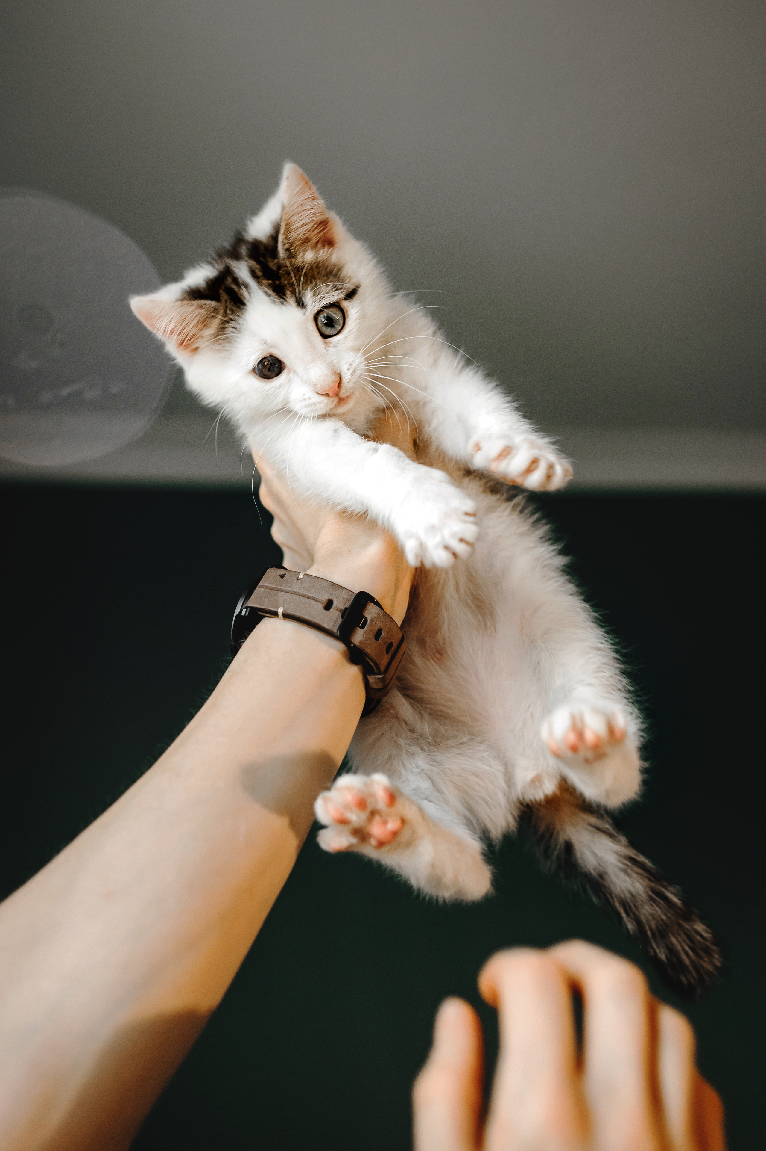 Фотосессия для котят в интерьере