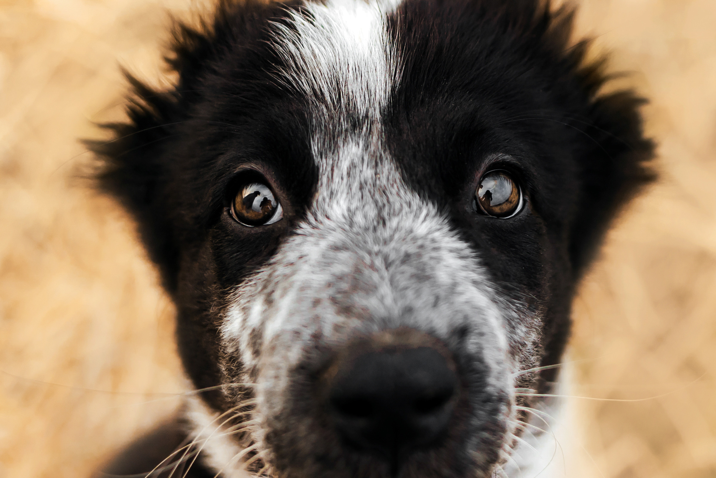 Фотосессия со стогами сена с собаками в Москве