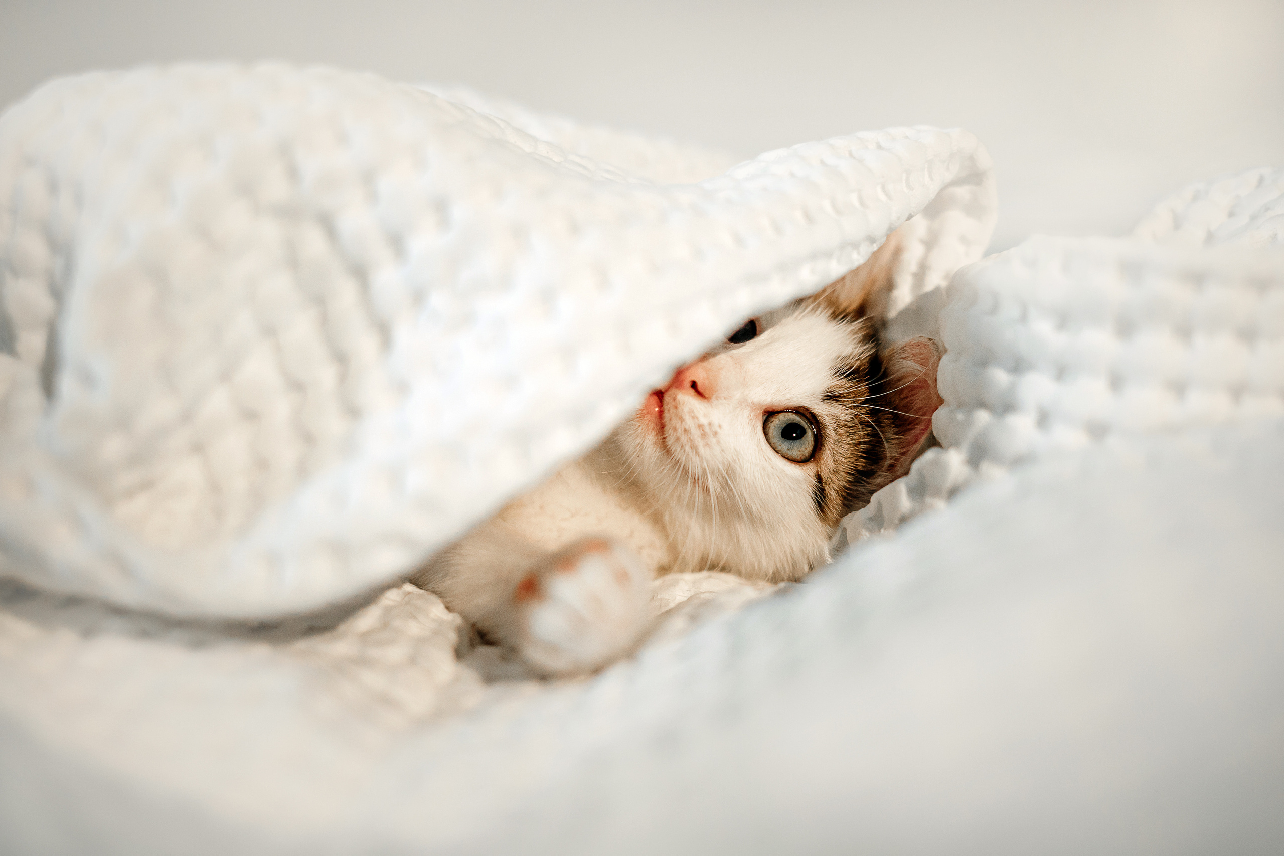 Фотосессия для котят в интерьере