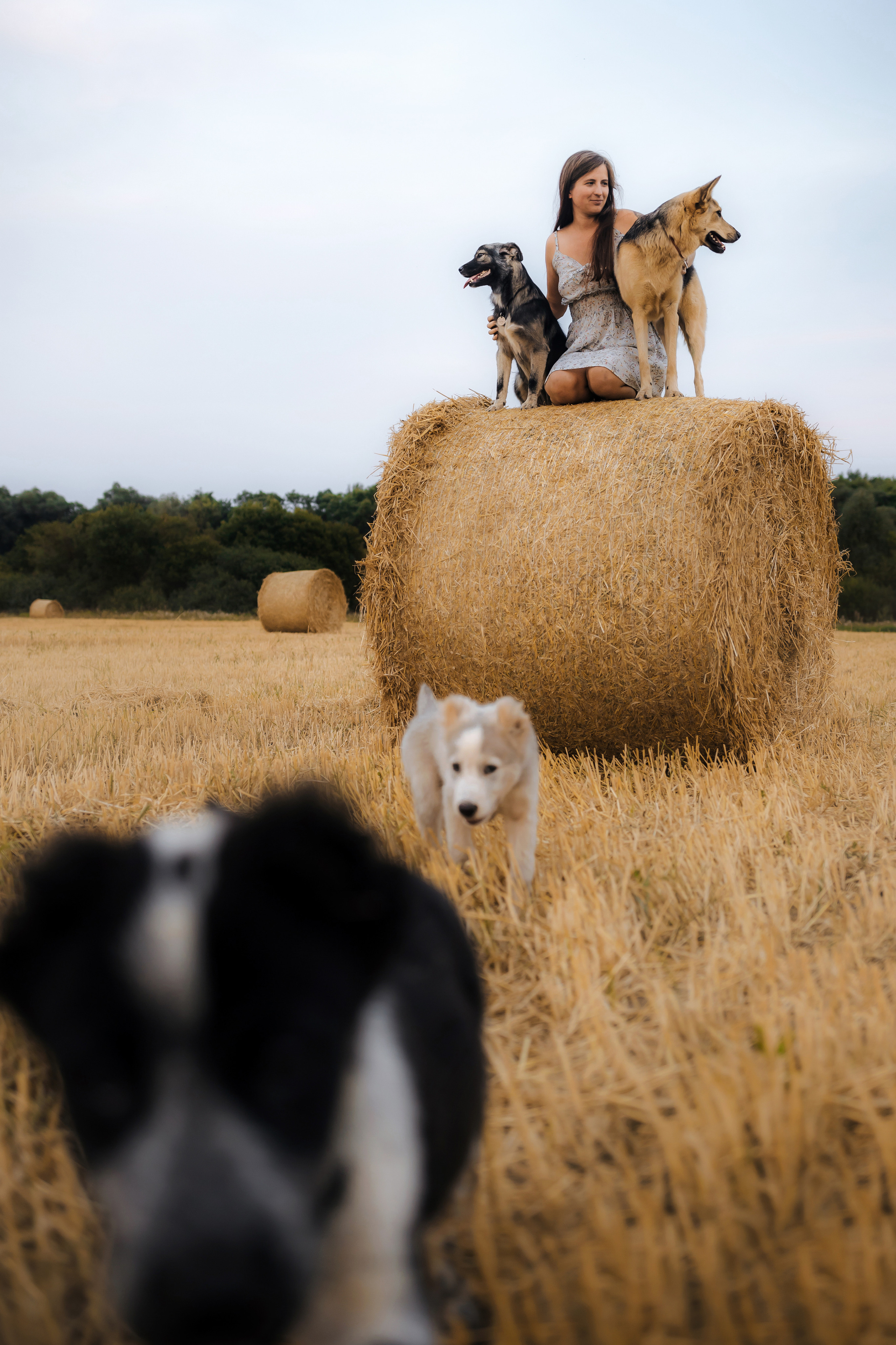 Фотосессия со стогами сена с собаками в Москве