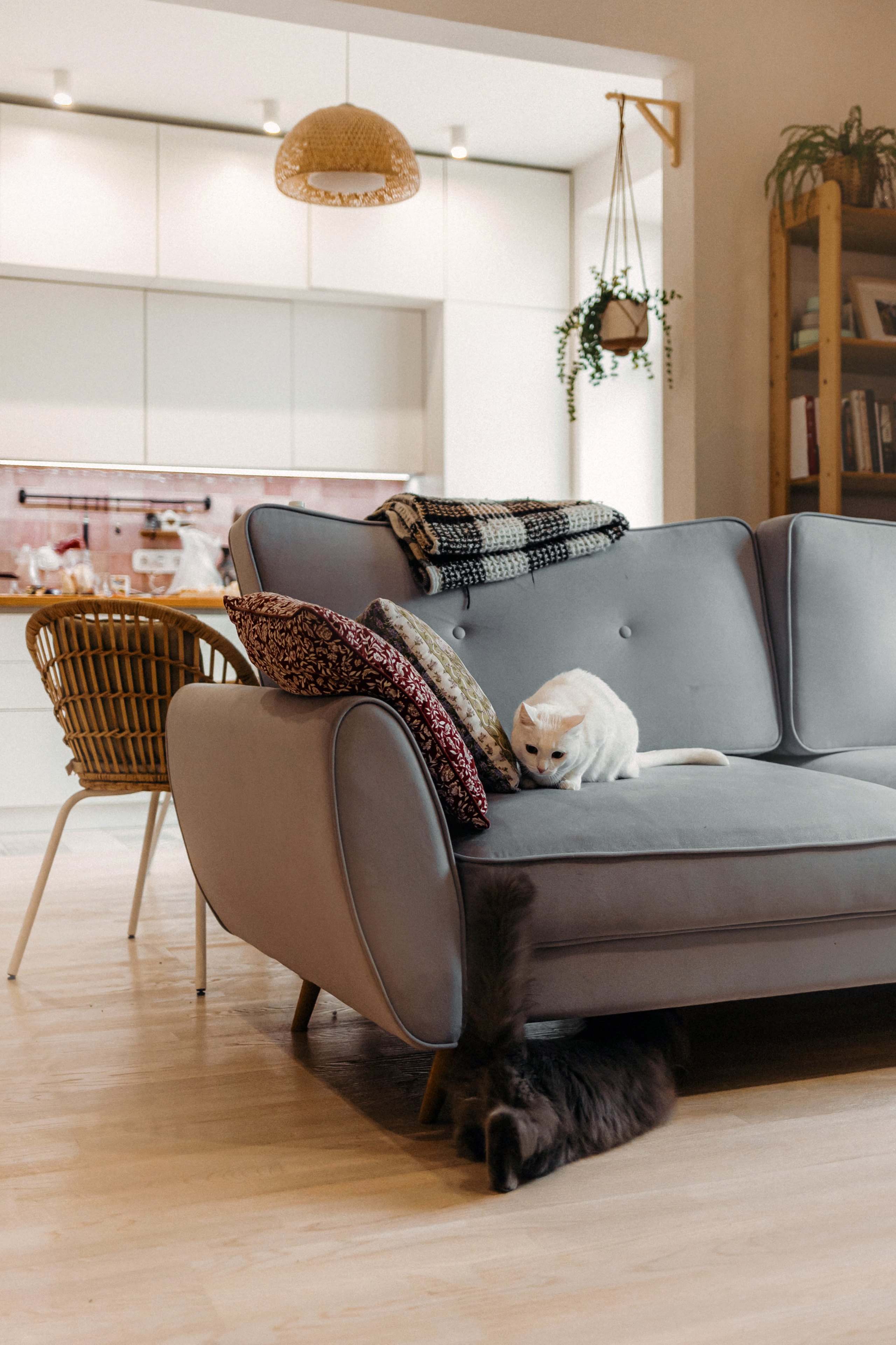 Фотосессия для кота в интерьере