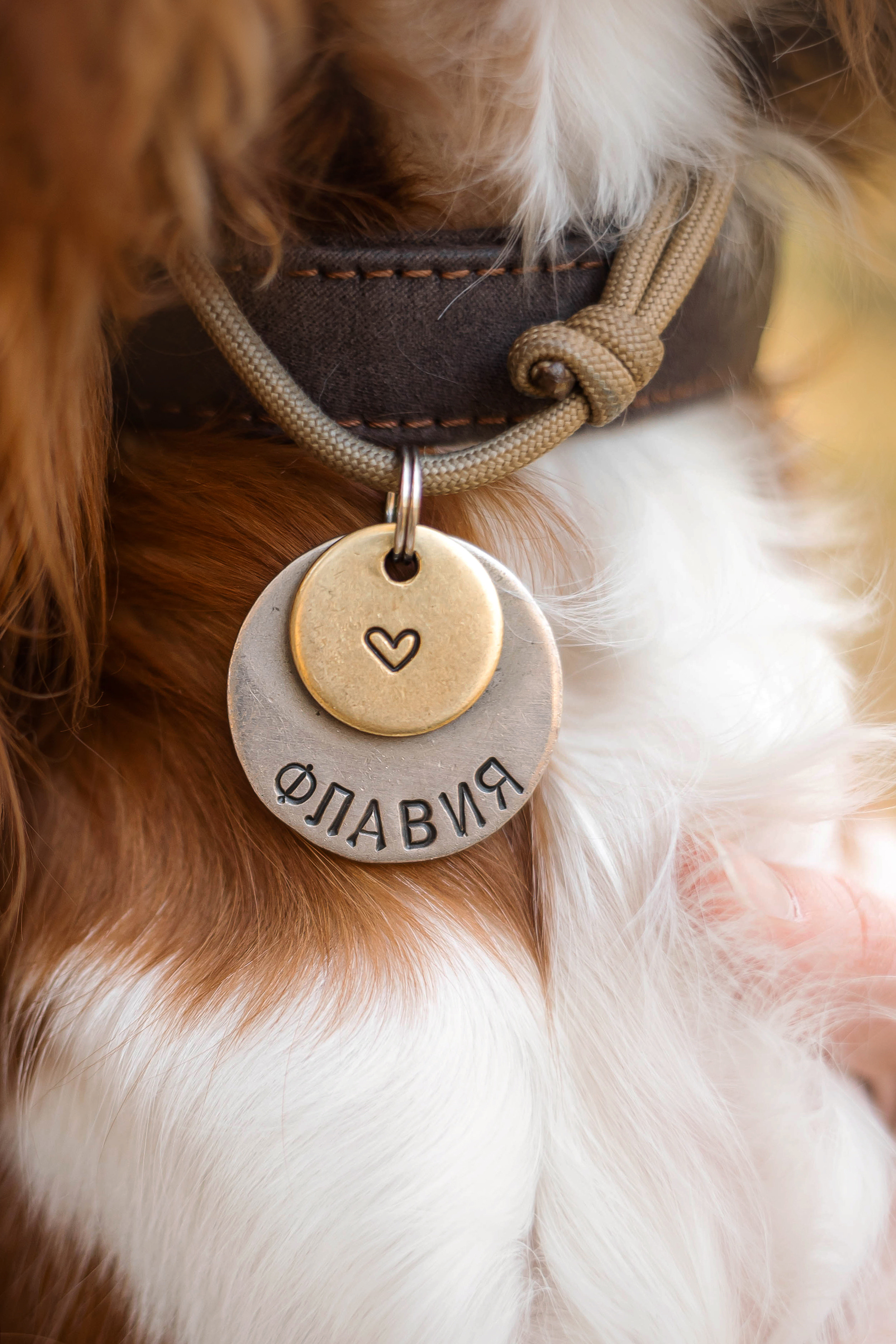 Фотосессия с собакой Флаффи в Москве