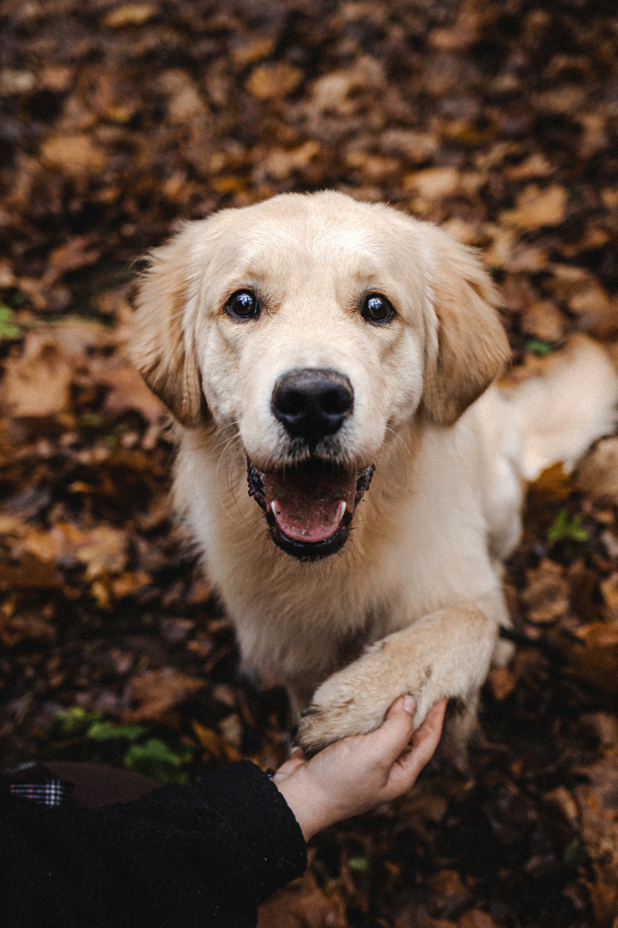 Фотосессия с собакой Гринч в Москве