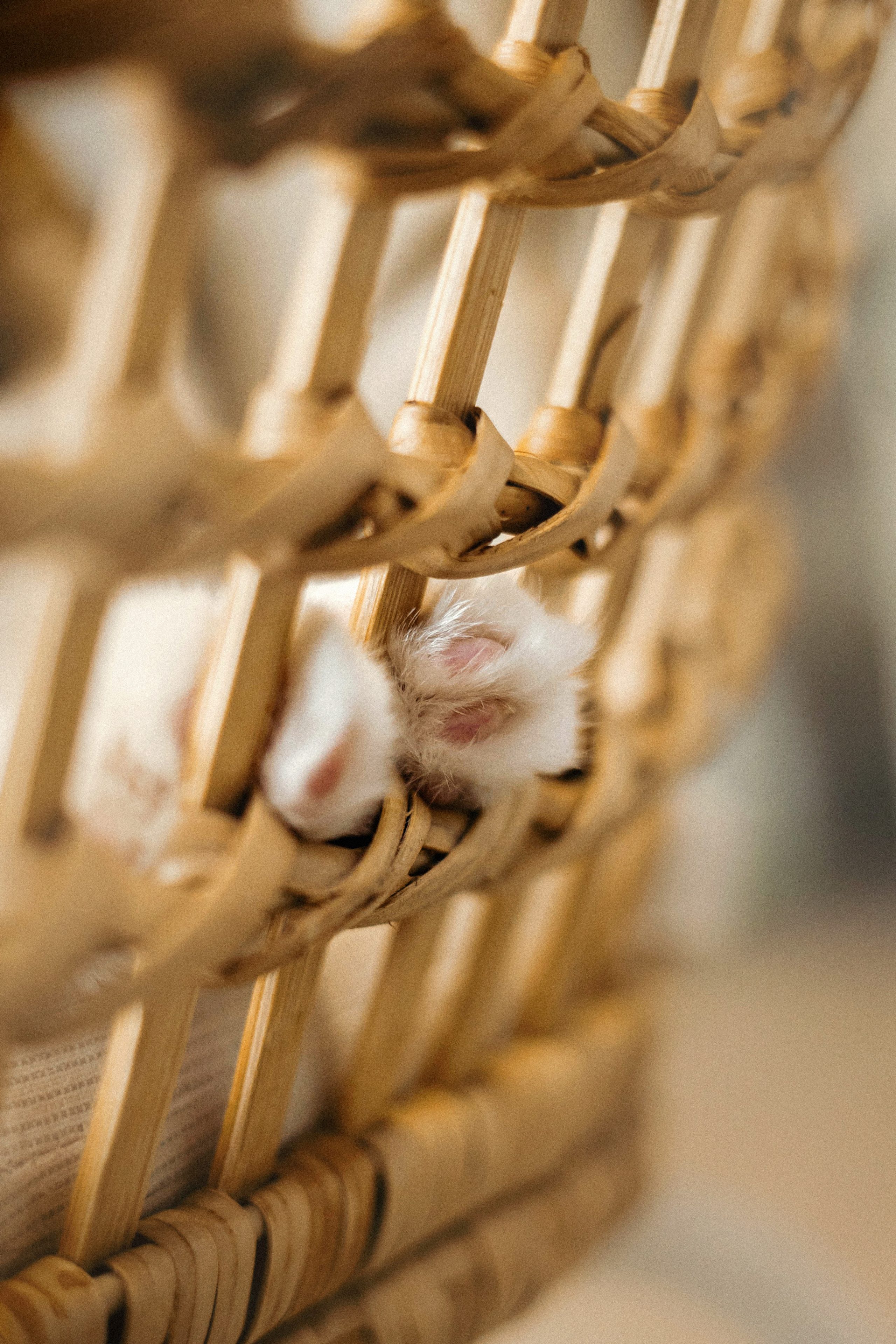 Фотосессия для кота в интерьере