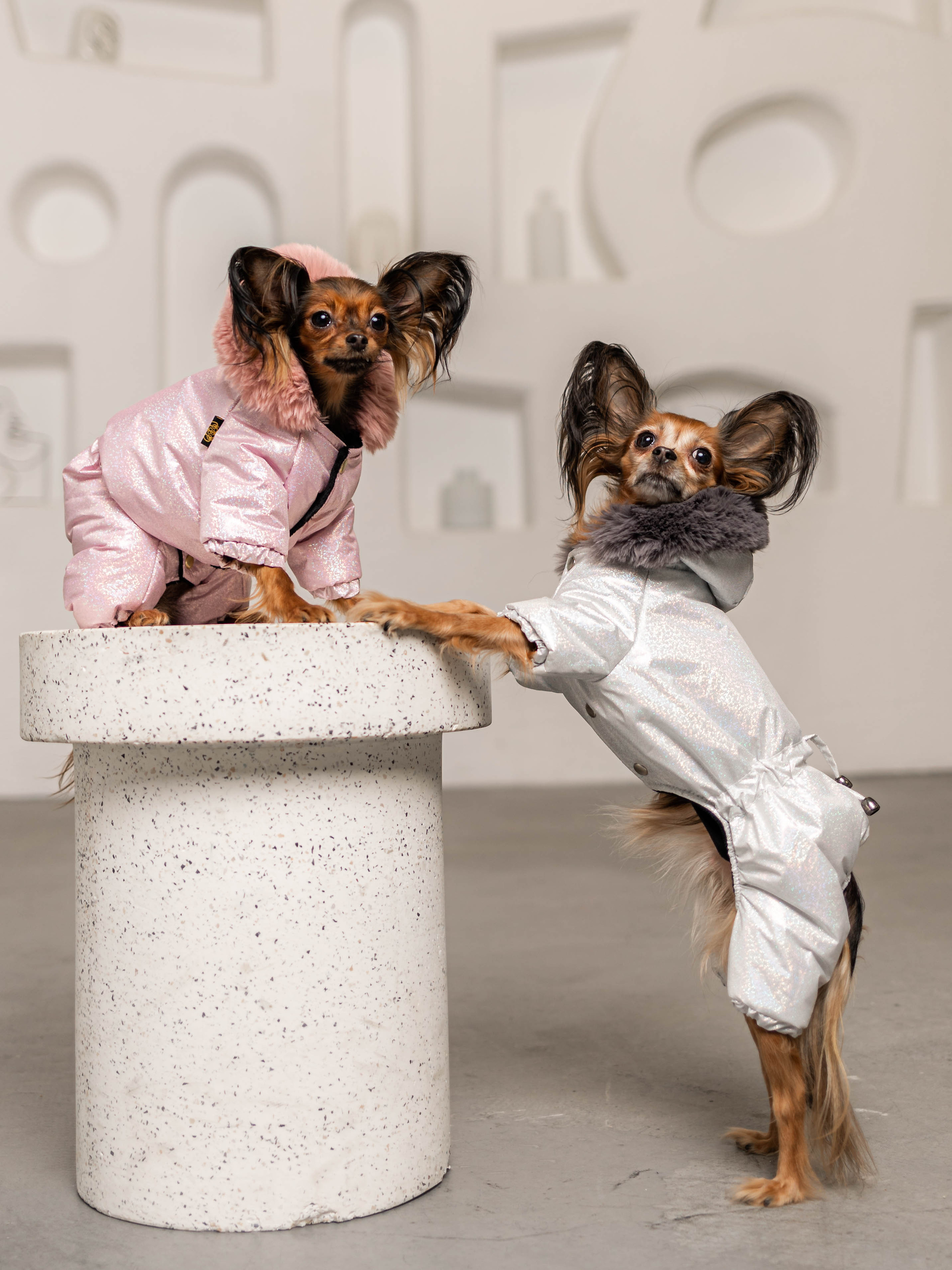 Фотосессия для каталога собачьих товаров на Wildberries