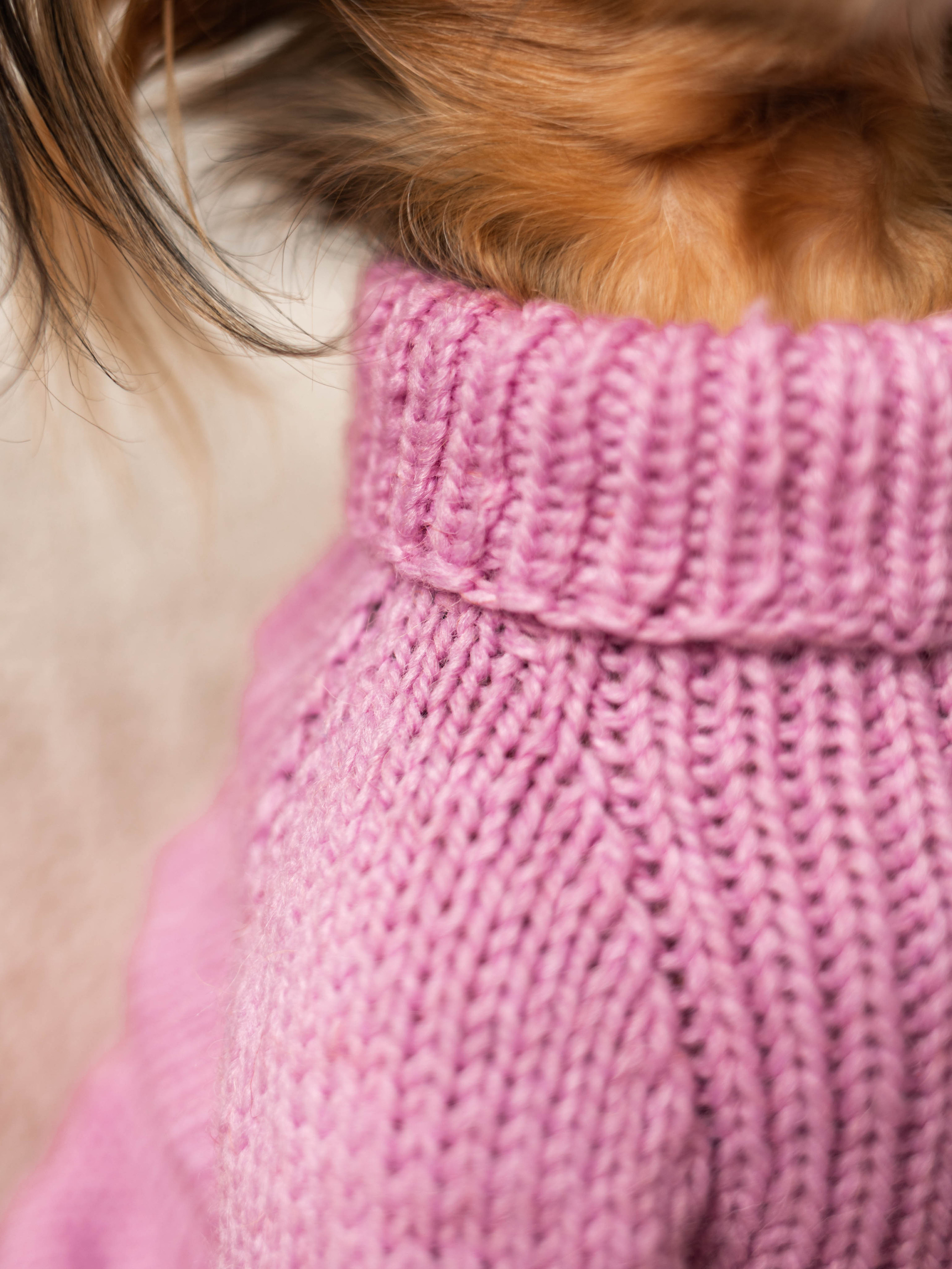 Фотосессия для каталога собачьих товаров на Wildberries