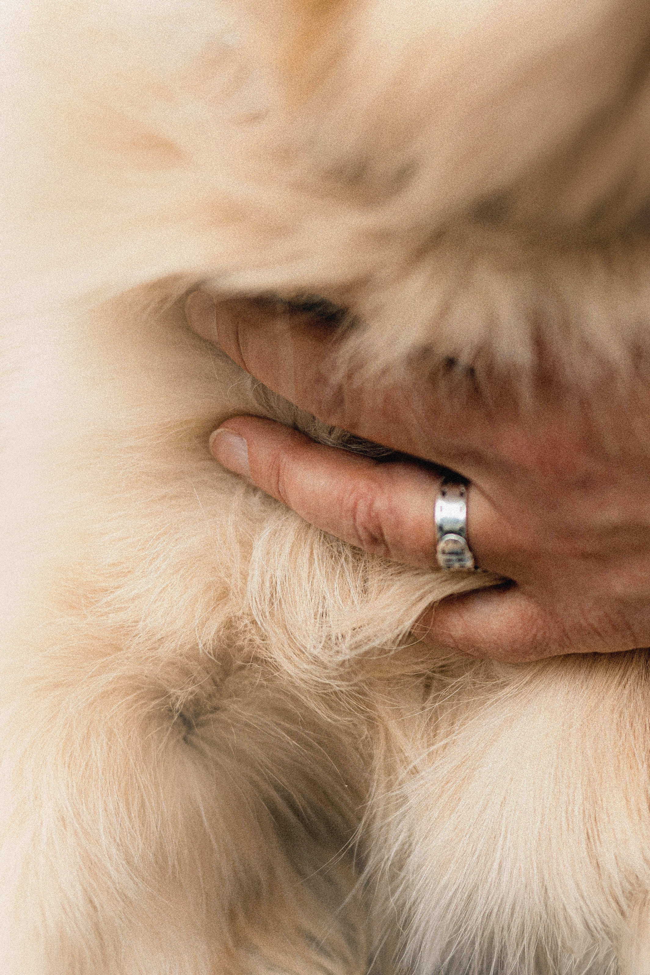 Фотосессия с золотистым ретривером Мартином в Москве