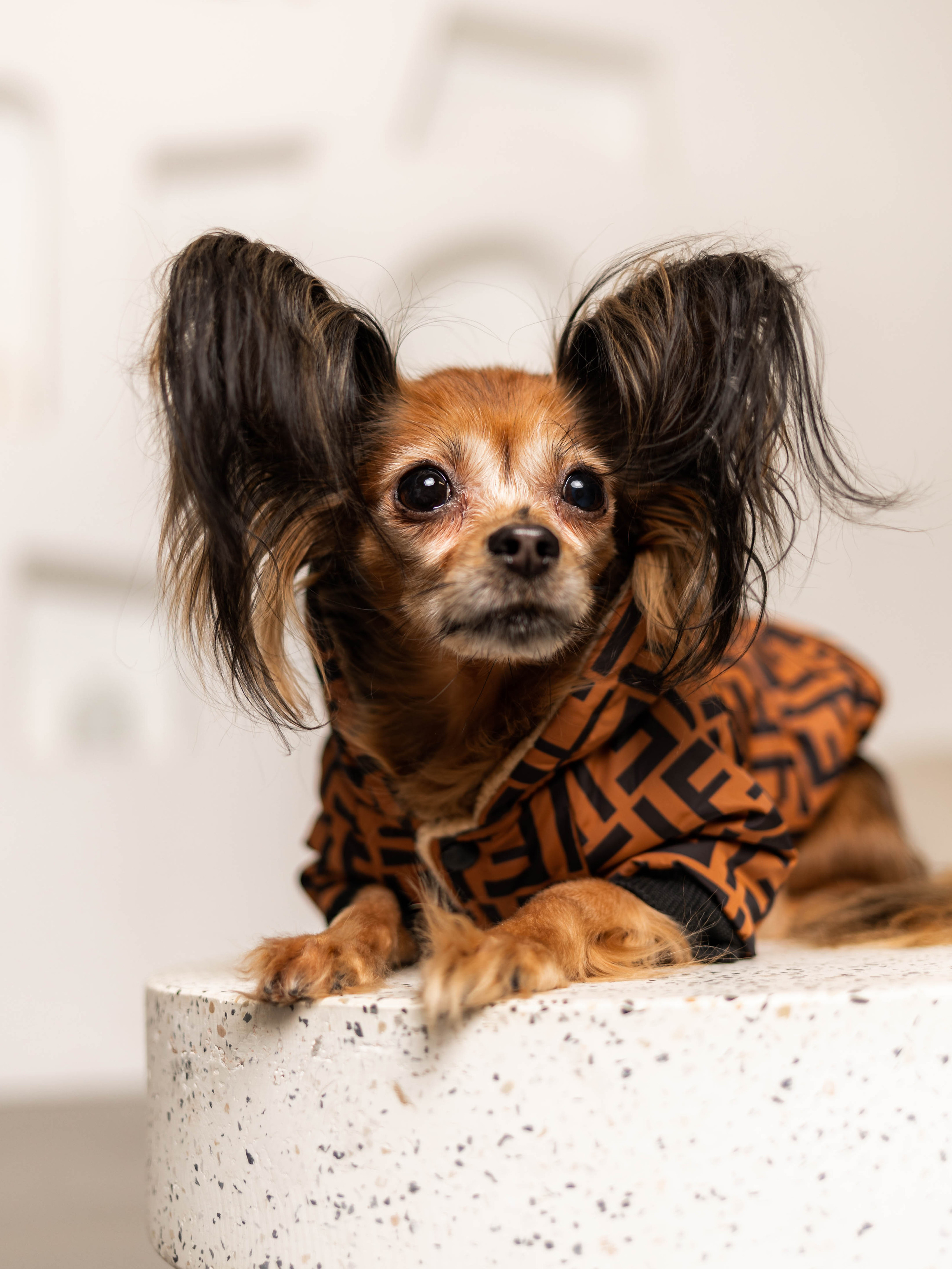 Фотосессия для каталога собачьих товаров на Wildberries