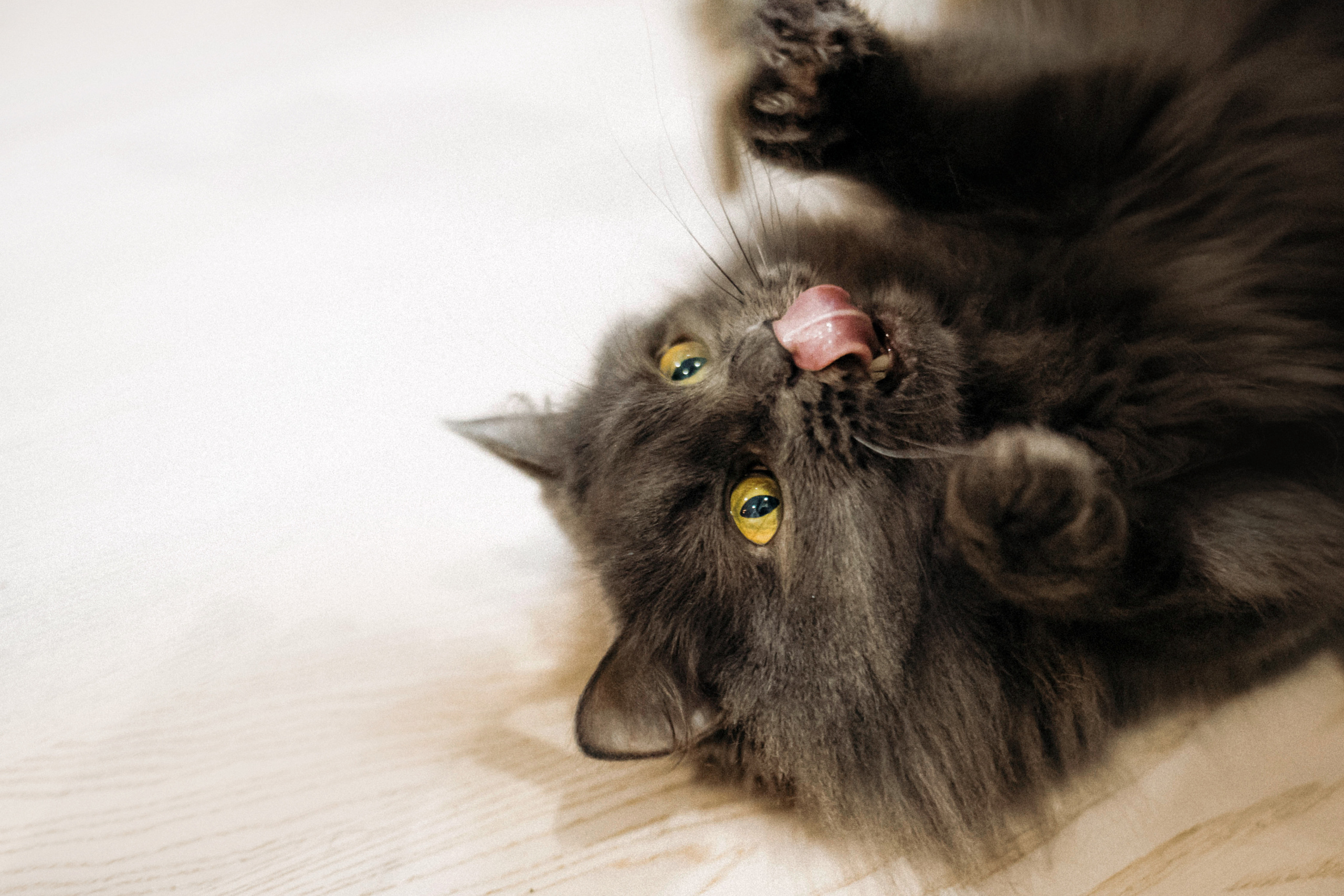 Фотосессия для кота в интерьере