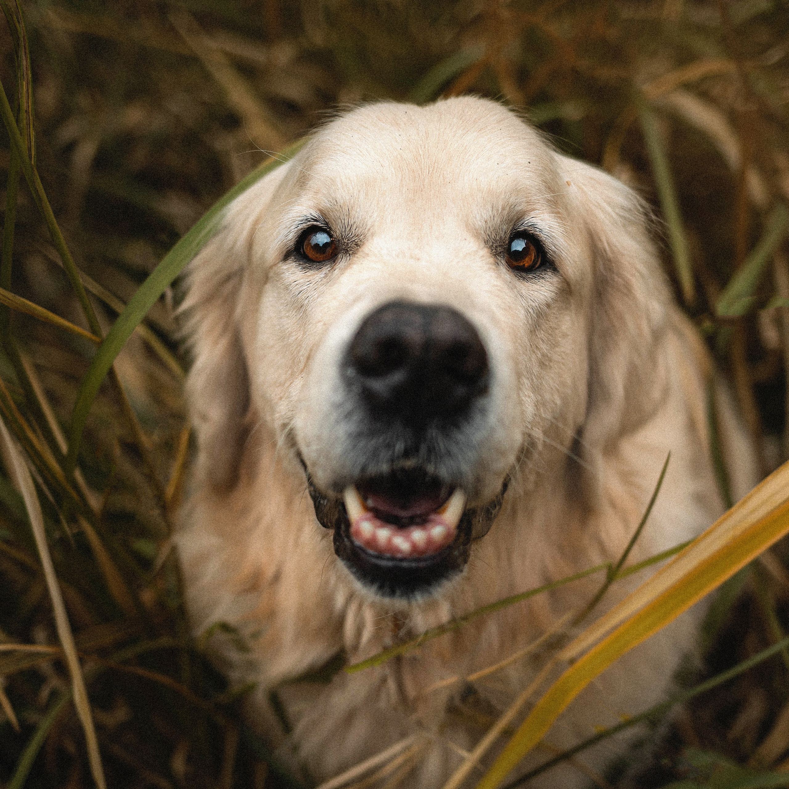 Фотосессия с золотистым ретривером Мартином в Москве
