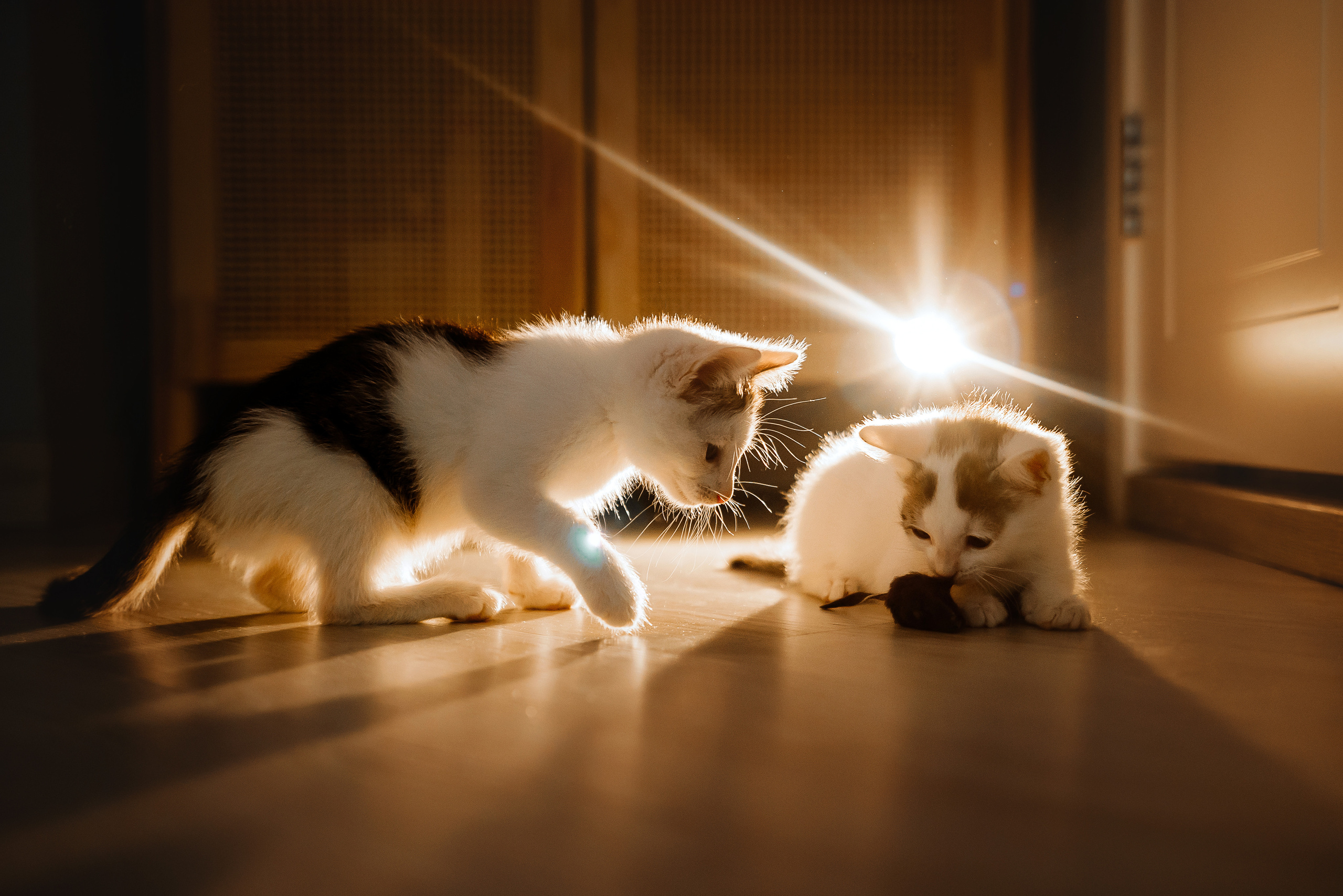 Фотосессия для котят в интерьере