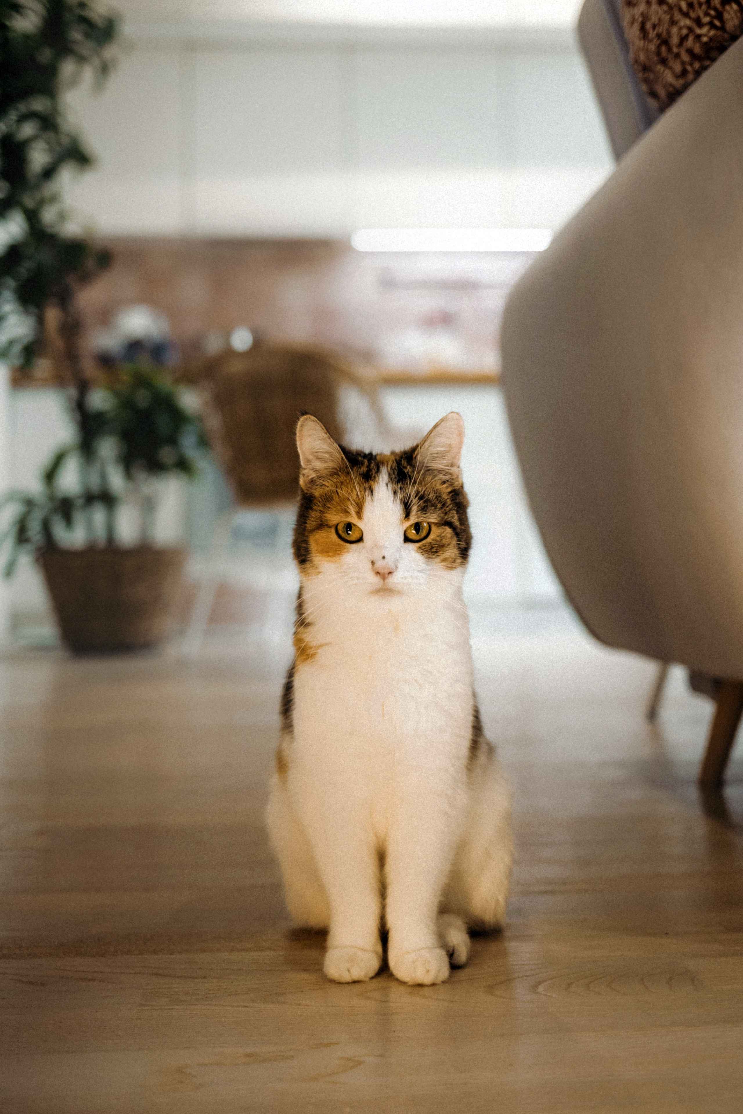 Фотосессия для кота в интерьере