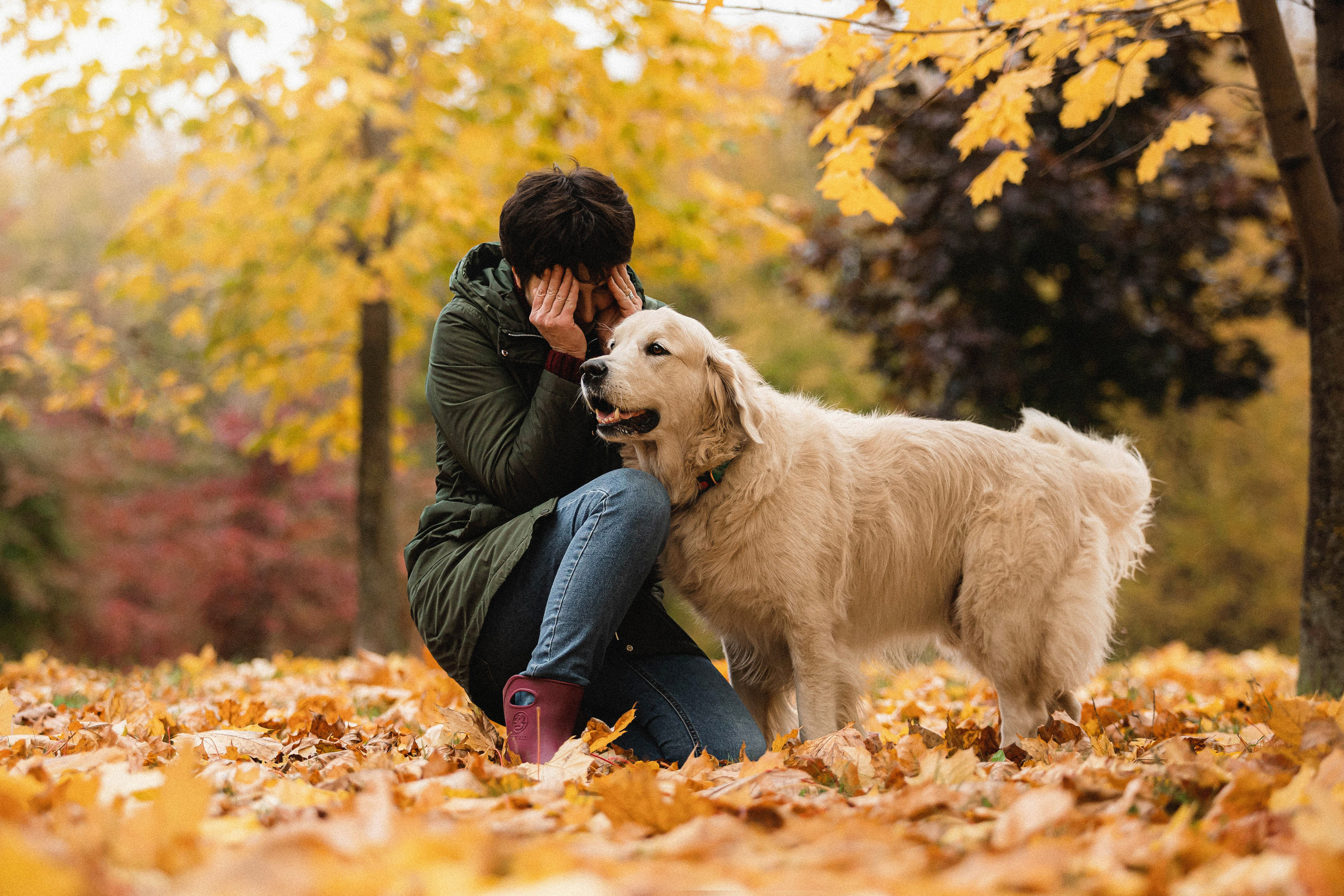 Фотосессия с золотистым ретривером Мартином в Москве