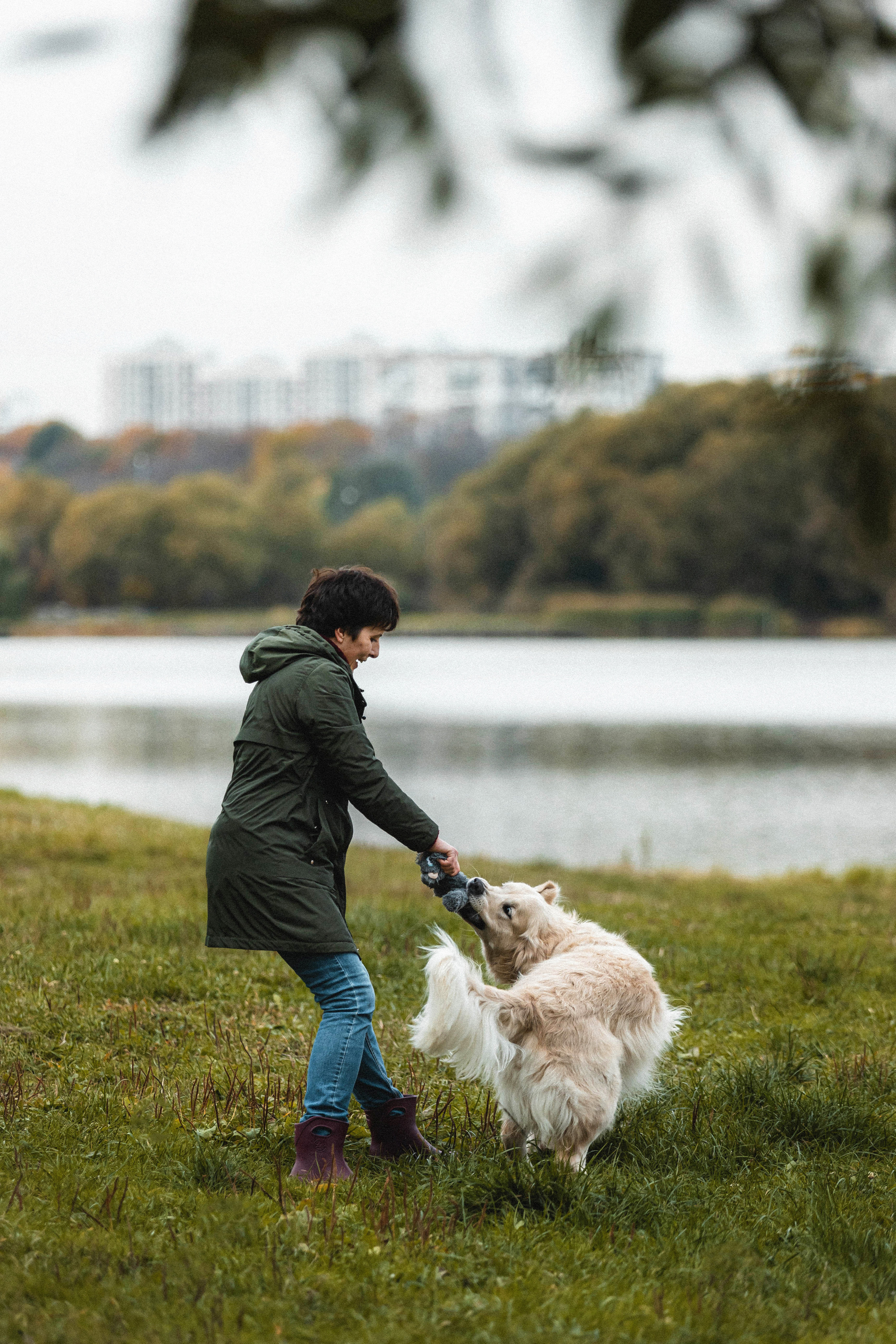 Фотосессия с золотистым ретривером Мартином в Москве