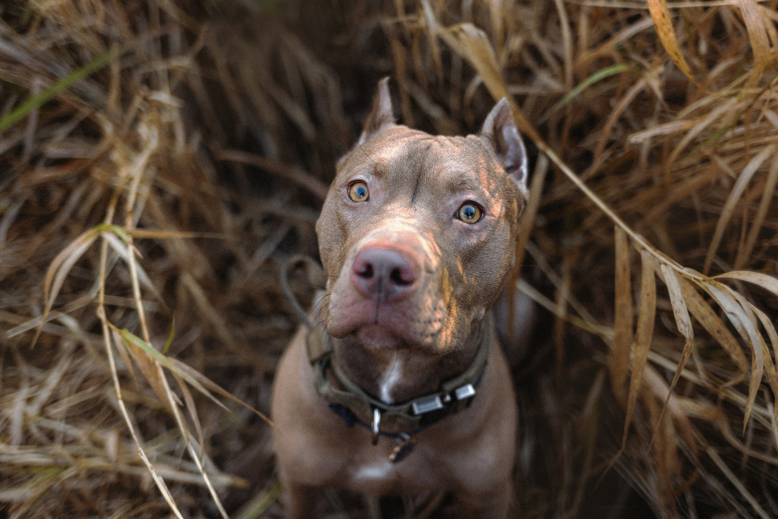 Фотосессия с собаками Камю и Афина в Москве