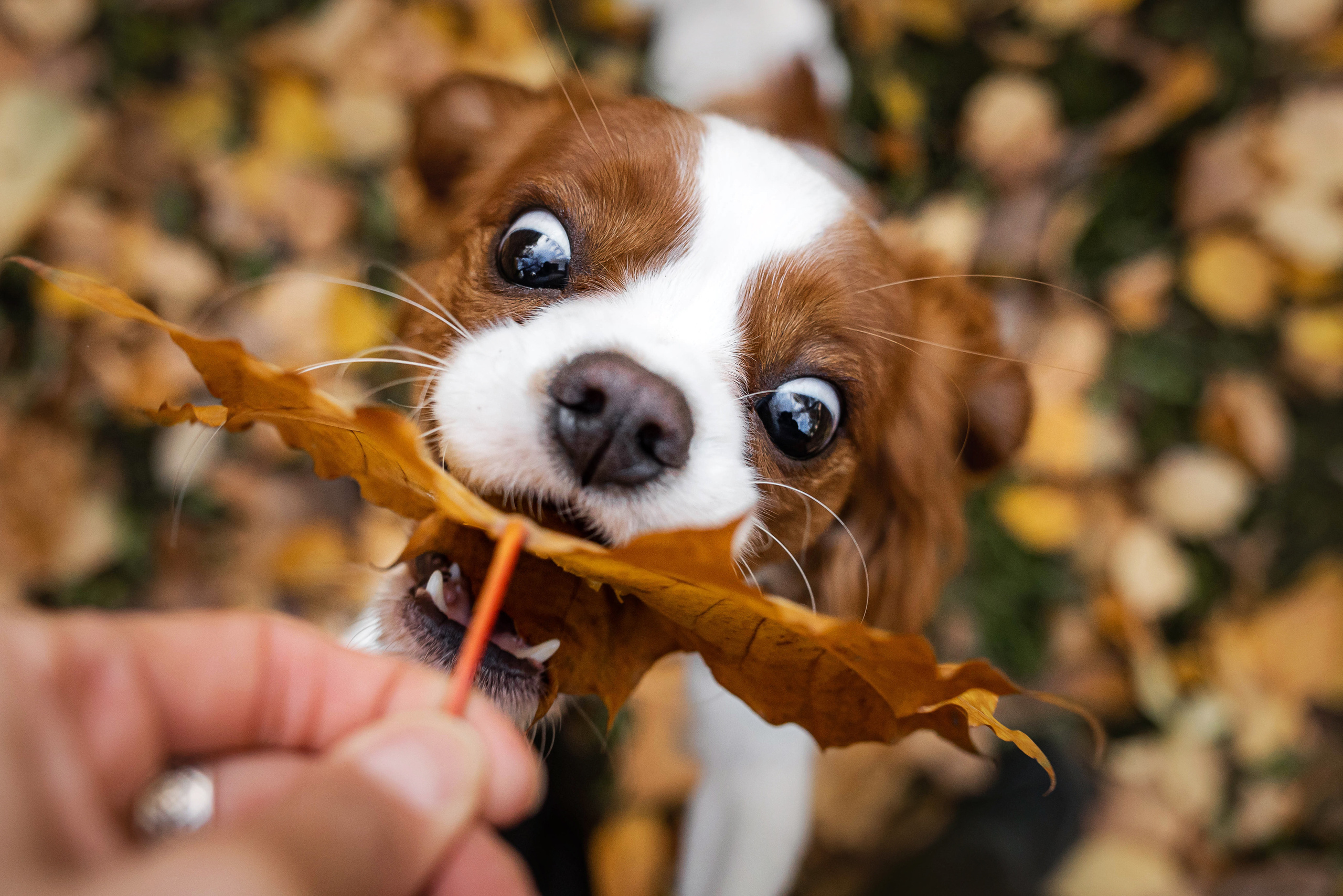 Фотосессия с собакой Флаффи в Москве