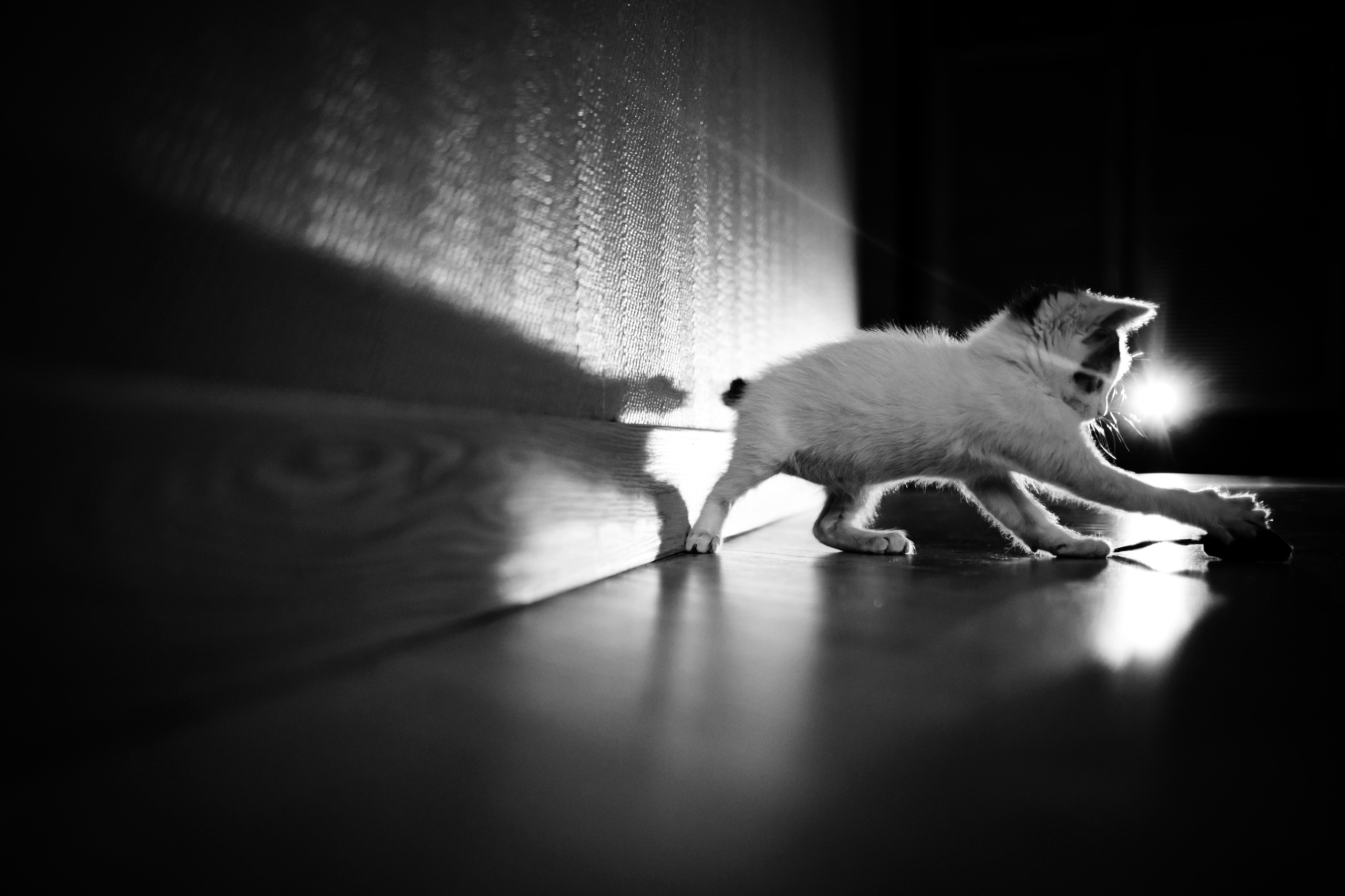 Фотосессия для котят в интерьере