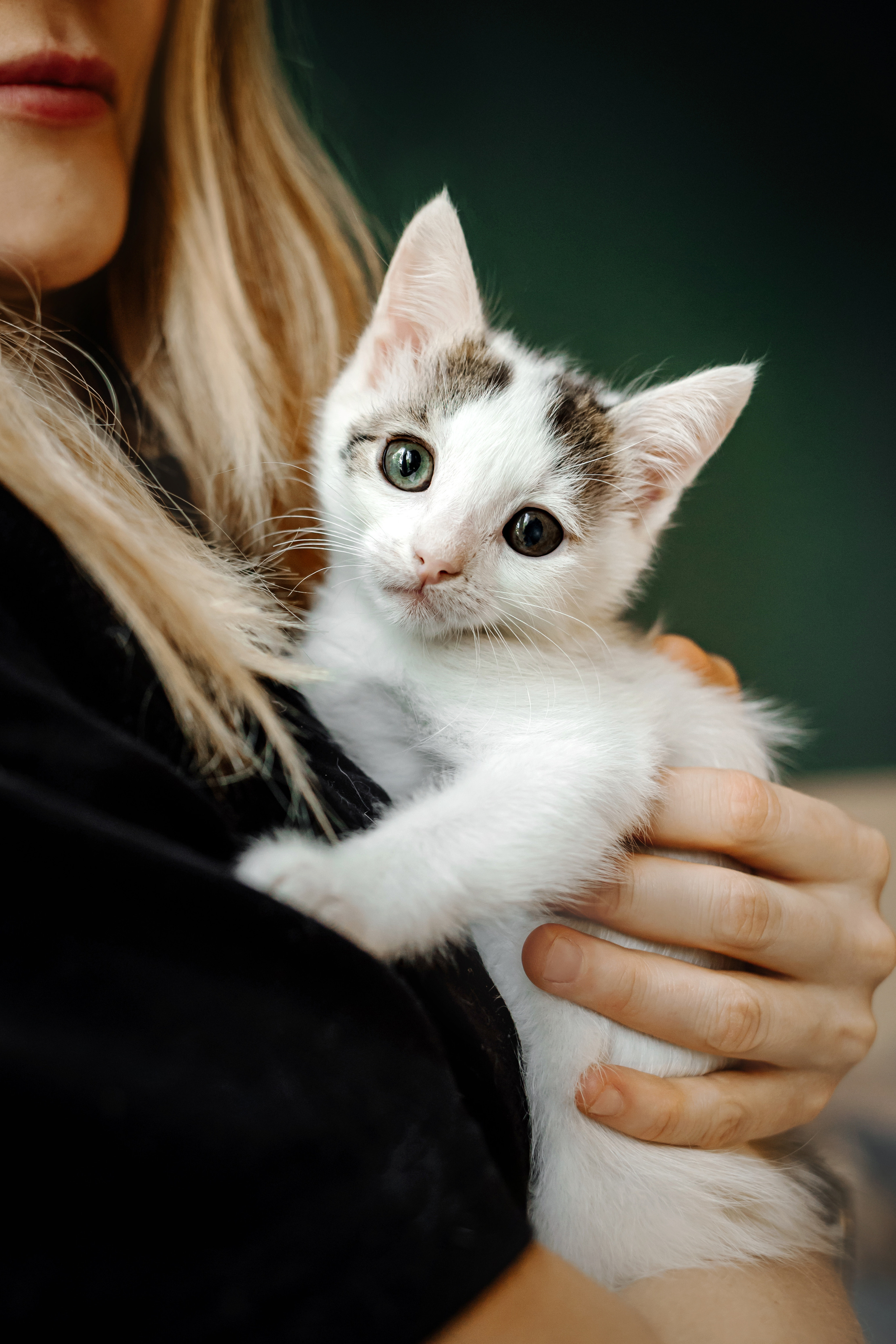 Фотосессия для котят в интерьере