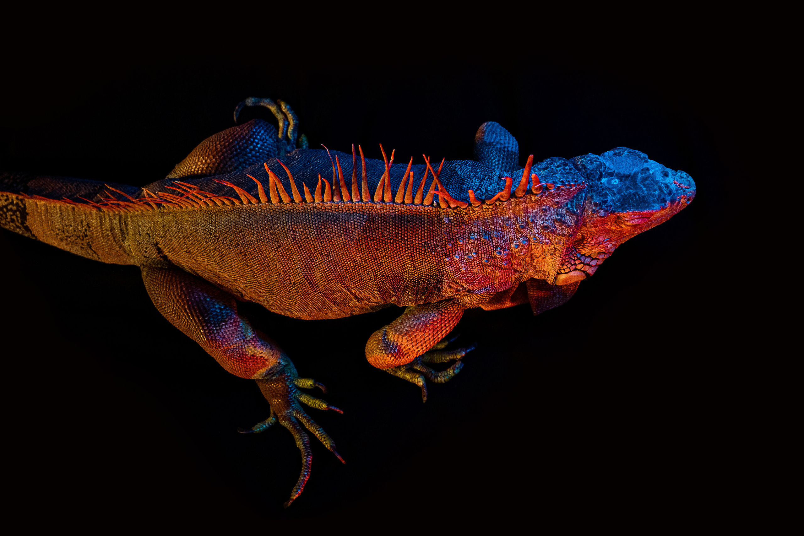 Фотосессия игуаны Иги