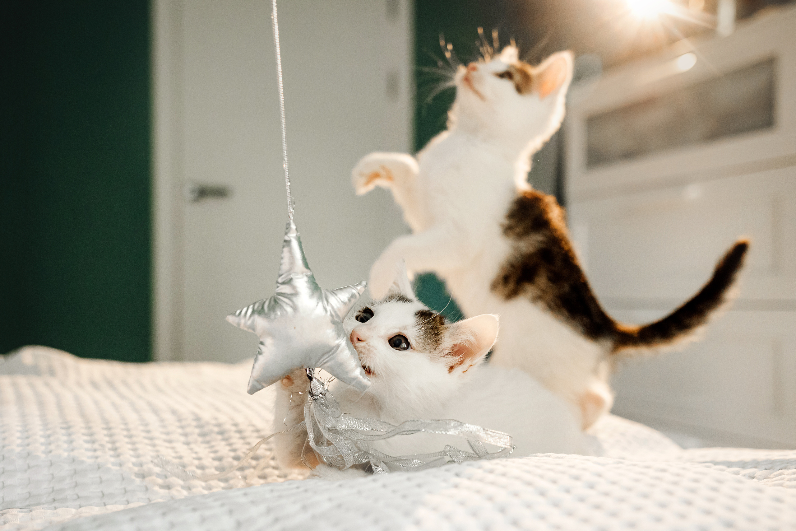 Фотосессия для котят в интерьере