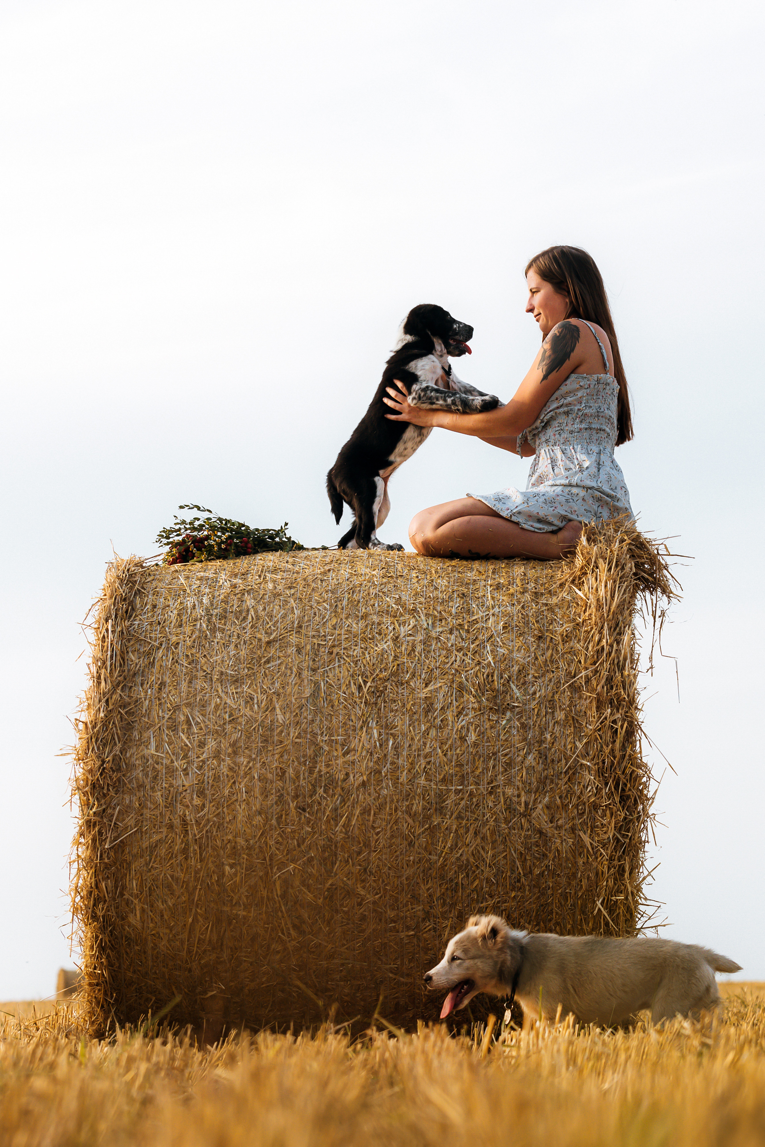 Фотосессия со стогами сена с собаками в Москве