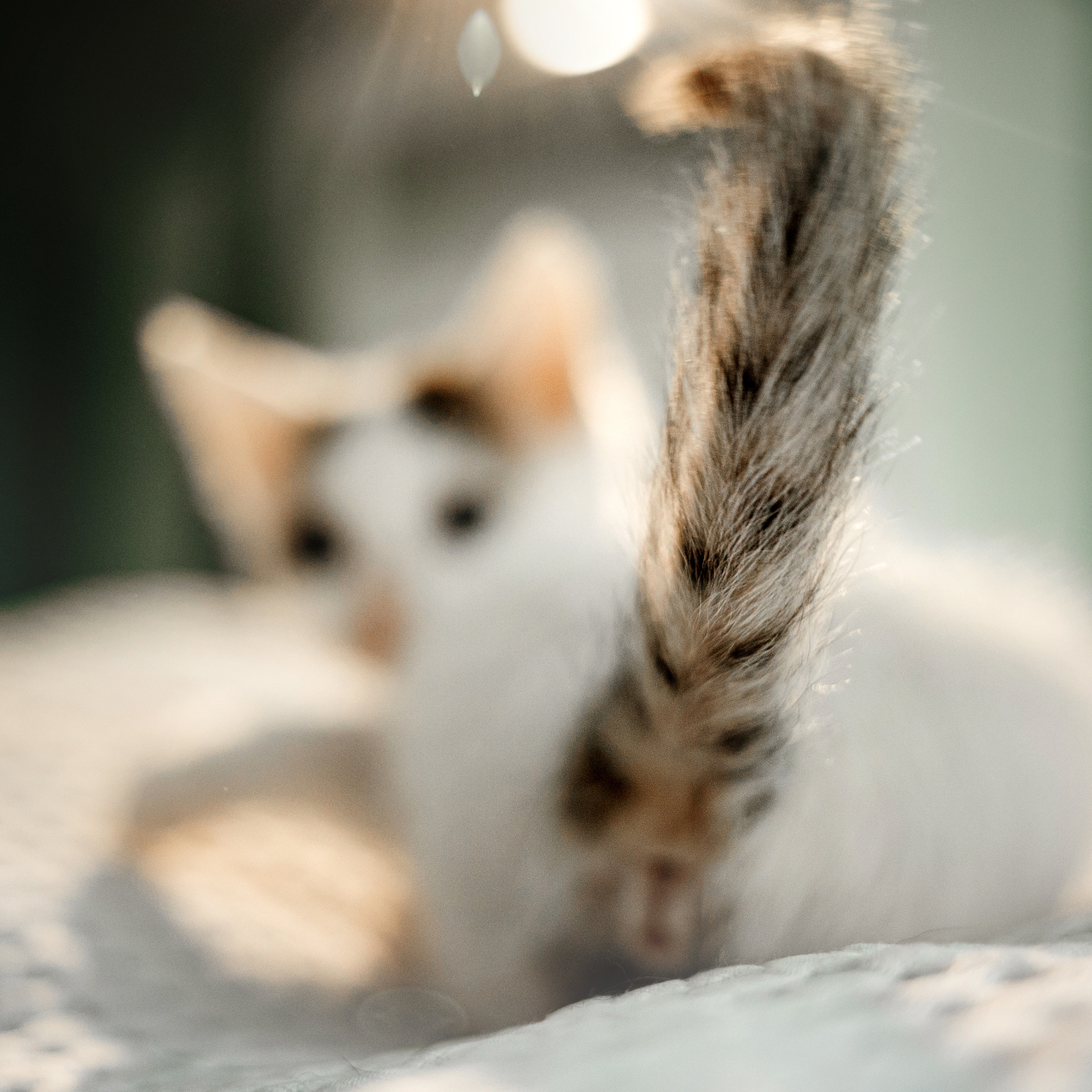 Фотосессия для котят в интерьере