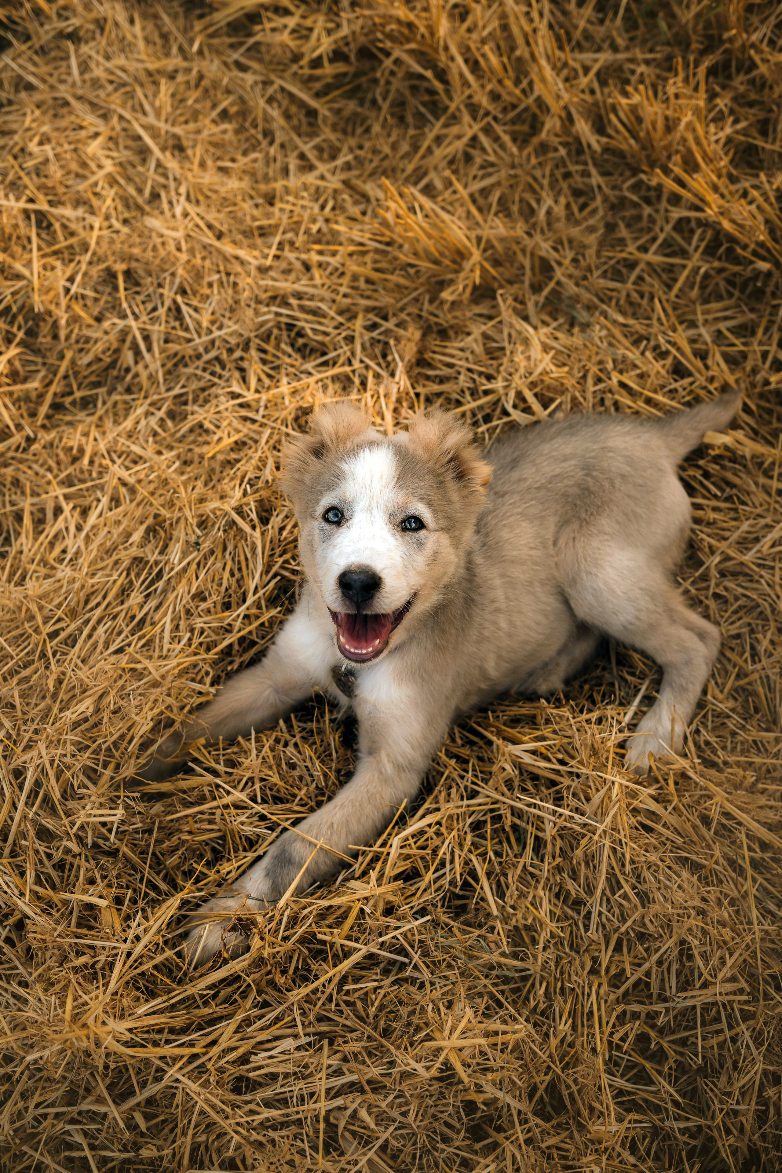 Фотосессия со стогами сена с собаками в Москве