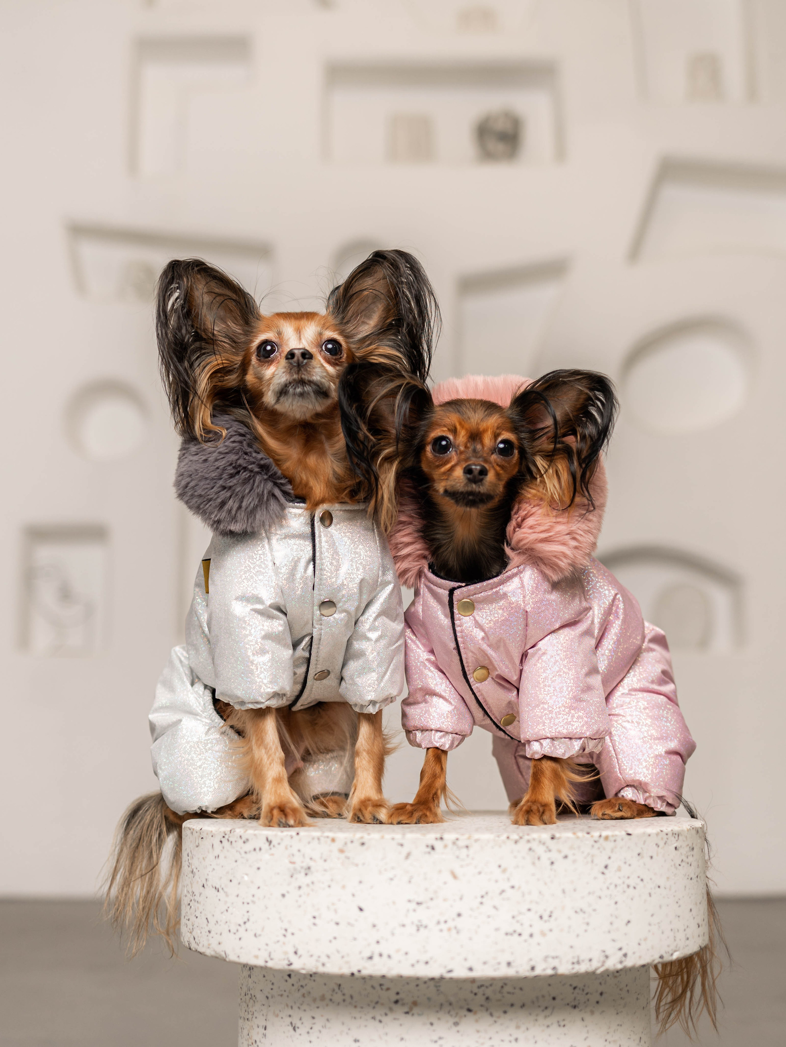 Фотосессия для каталога собачьих товаров на Wildberries