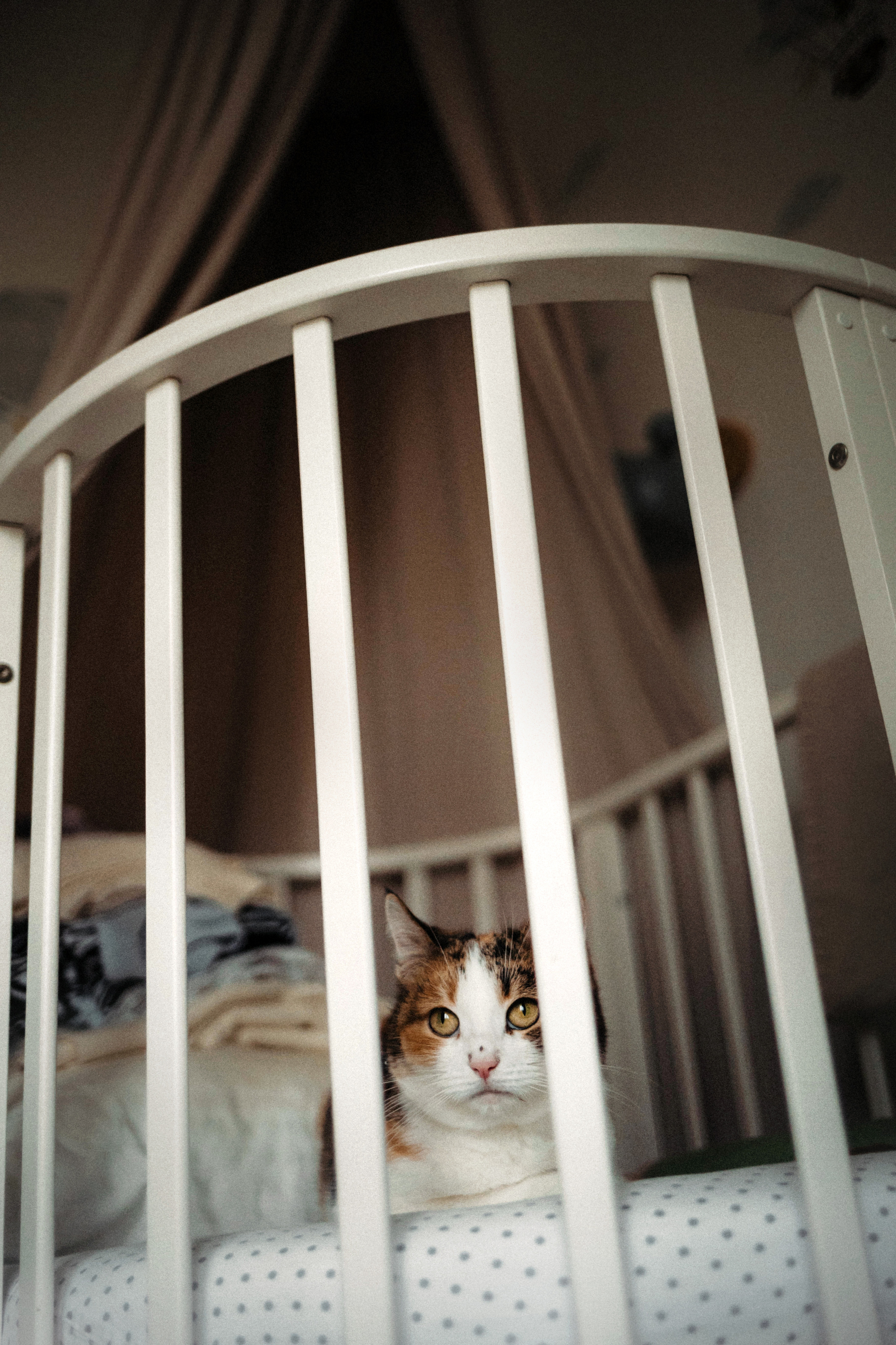 Фотосессия для кота в интерьере