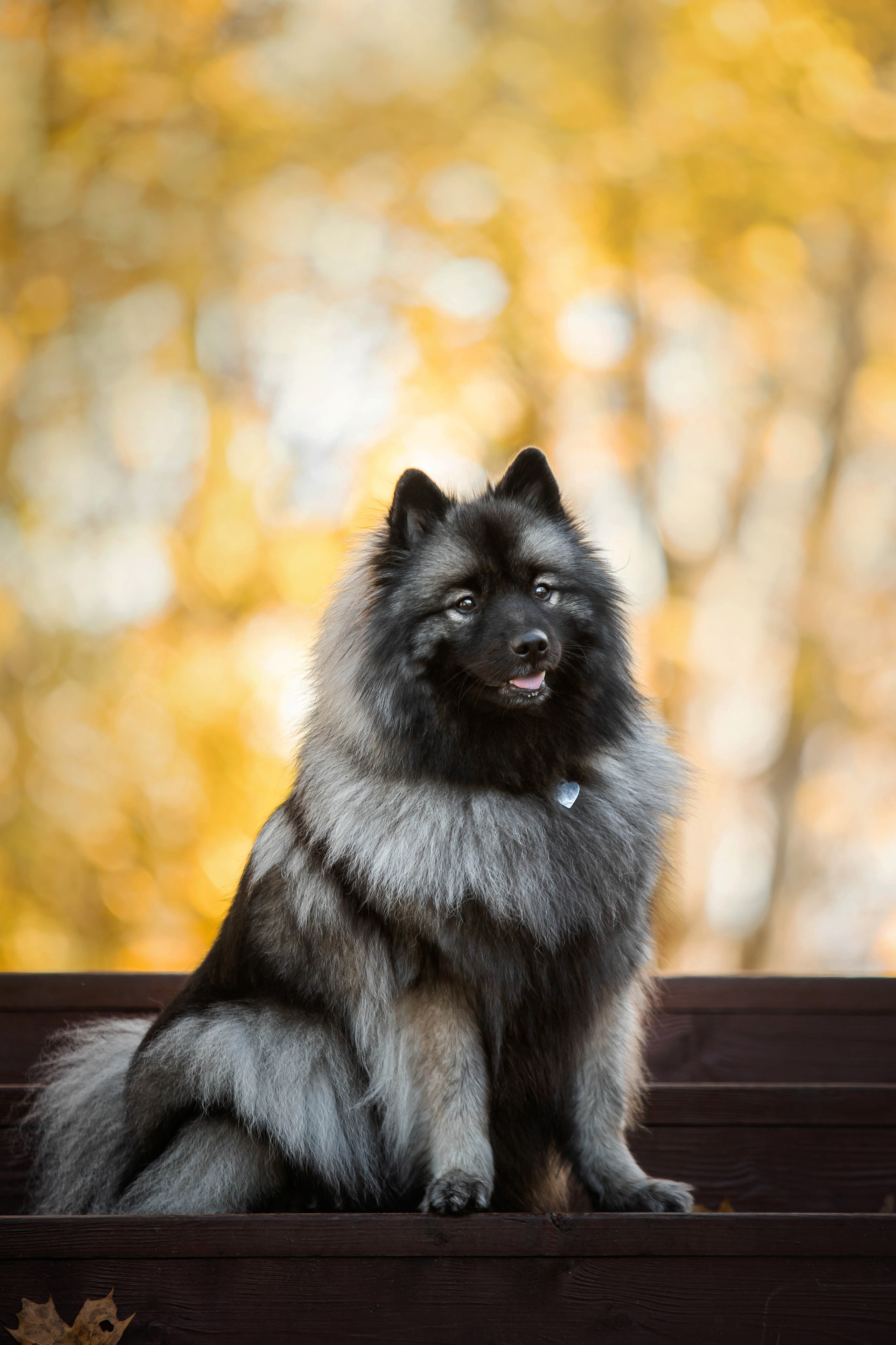Фотосессия с собакой Чарой в Москве