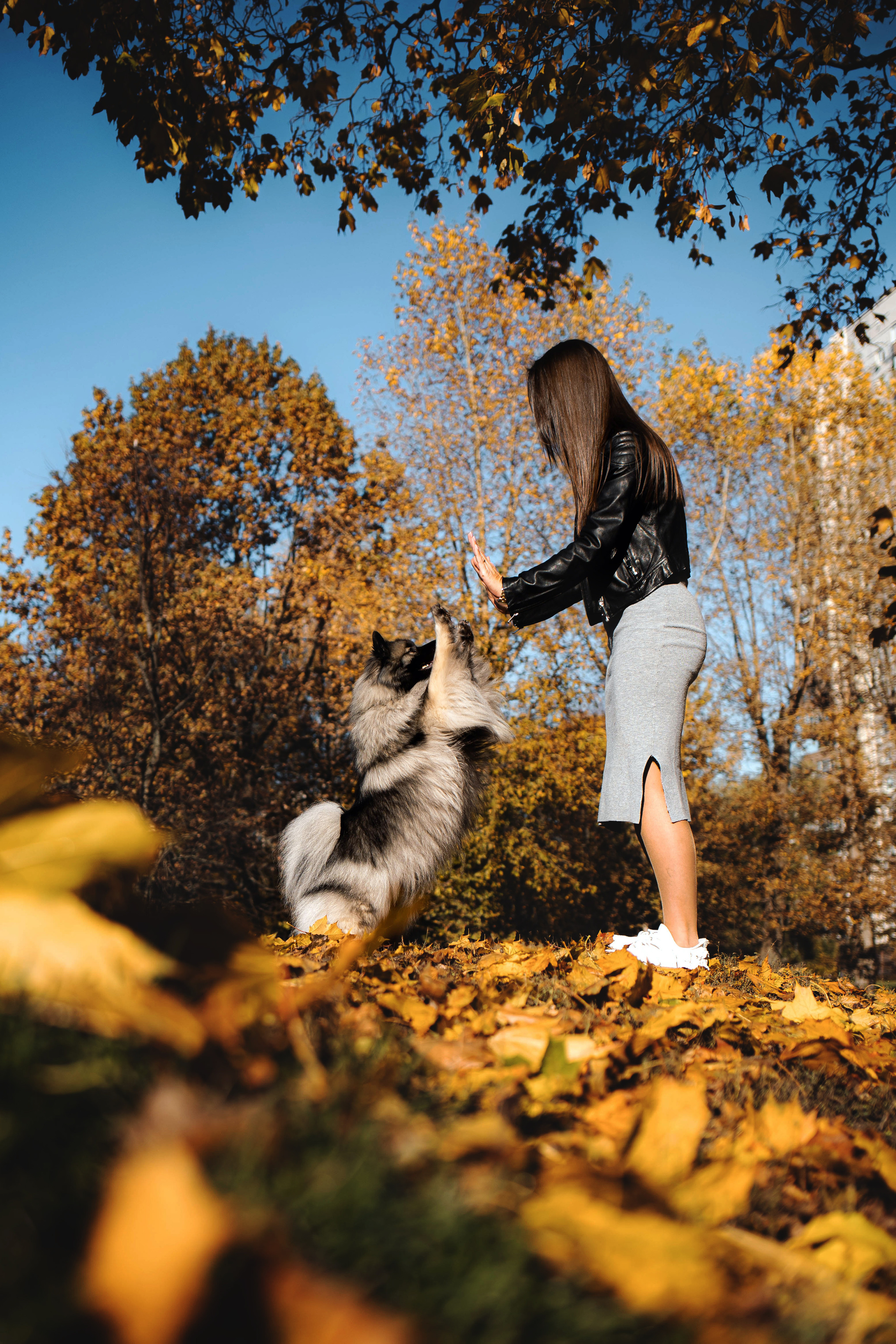 Фотосессия с собакой Чарой в Москве