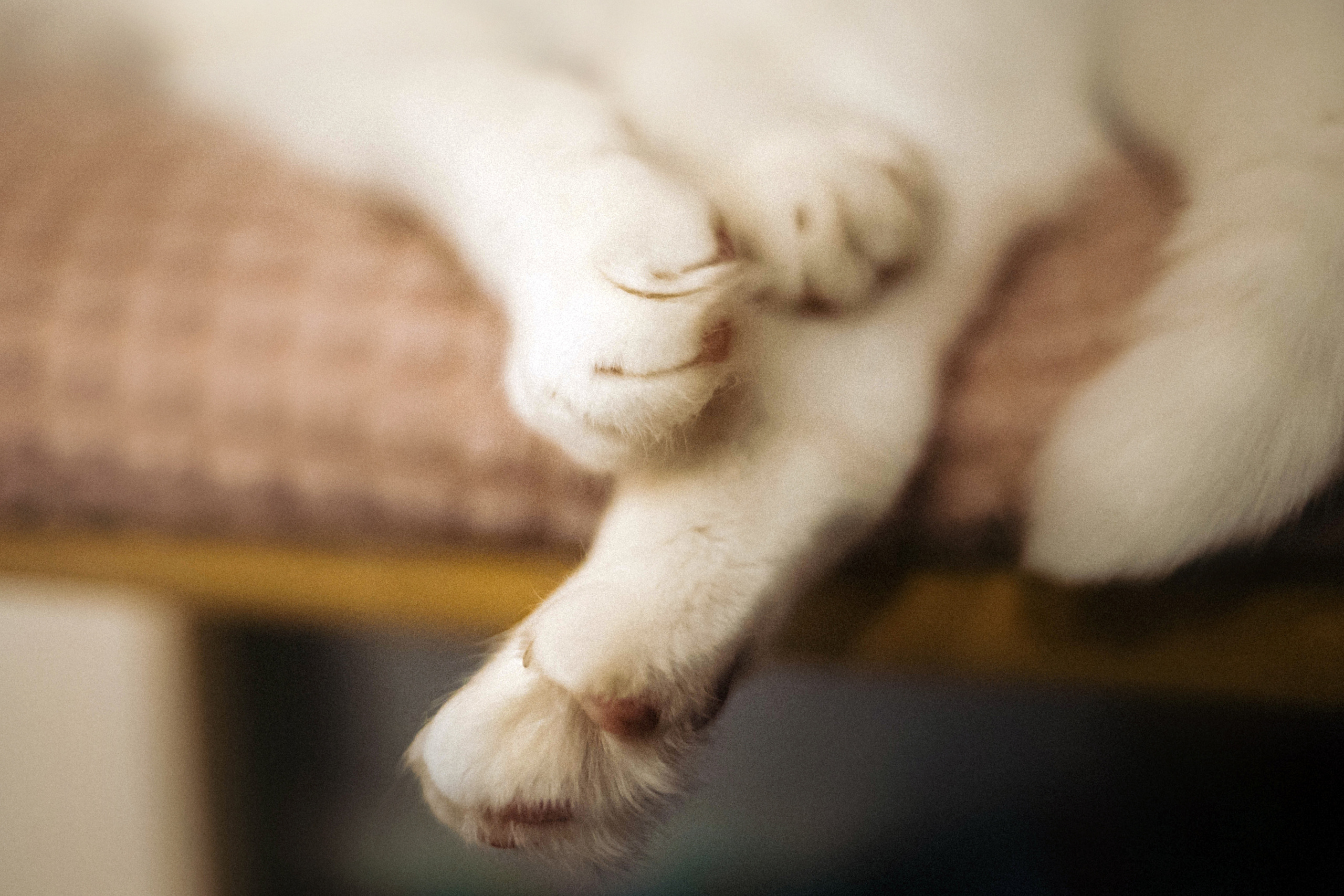 Фотосессия для кота в интерьере