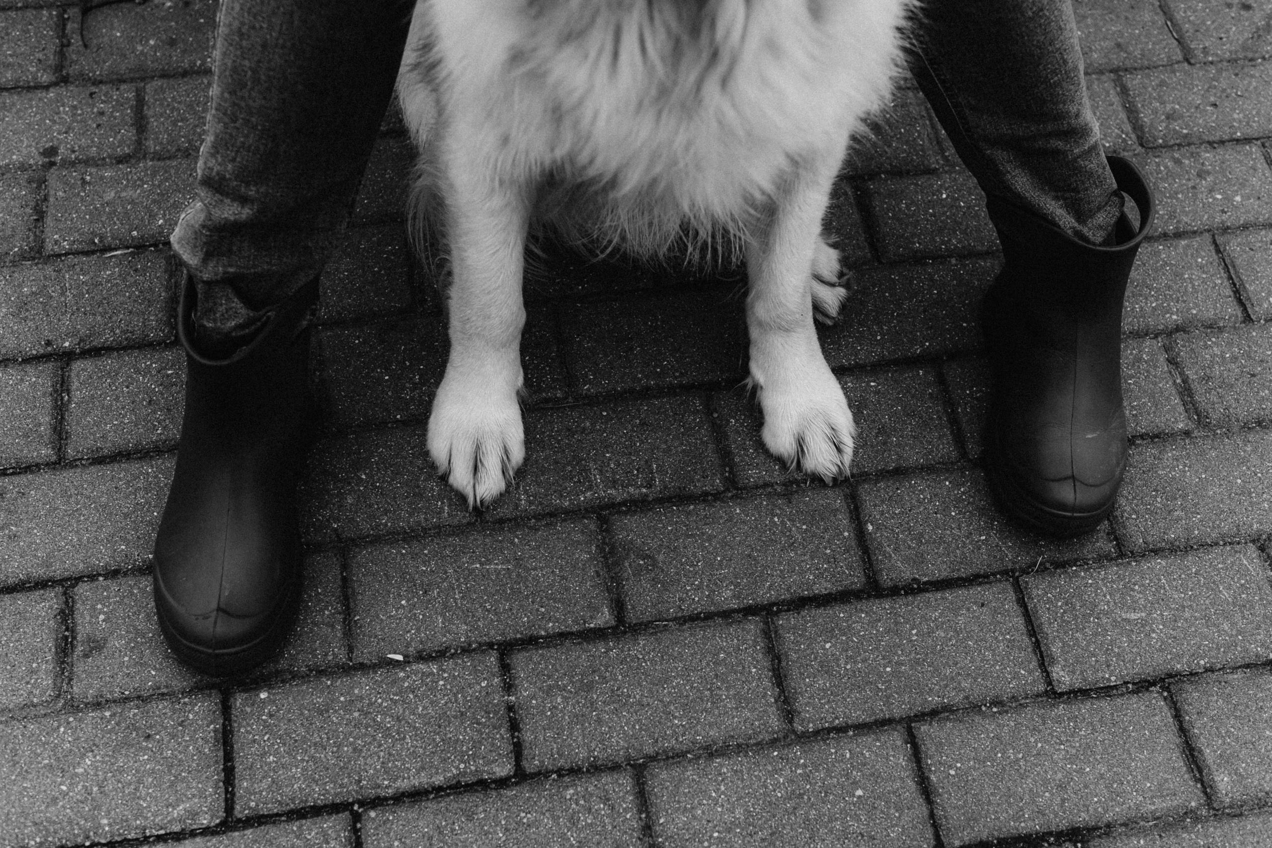 Фотосессия с золотистым ретривером Мартином в Москве