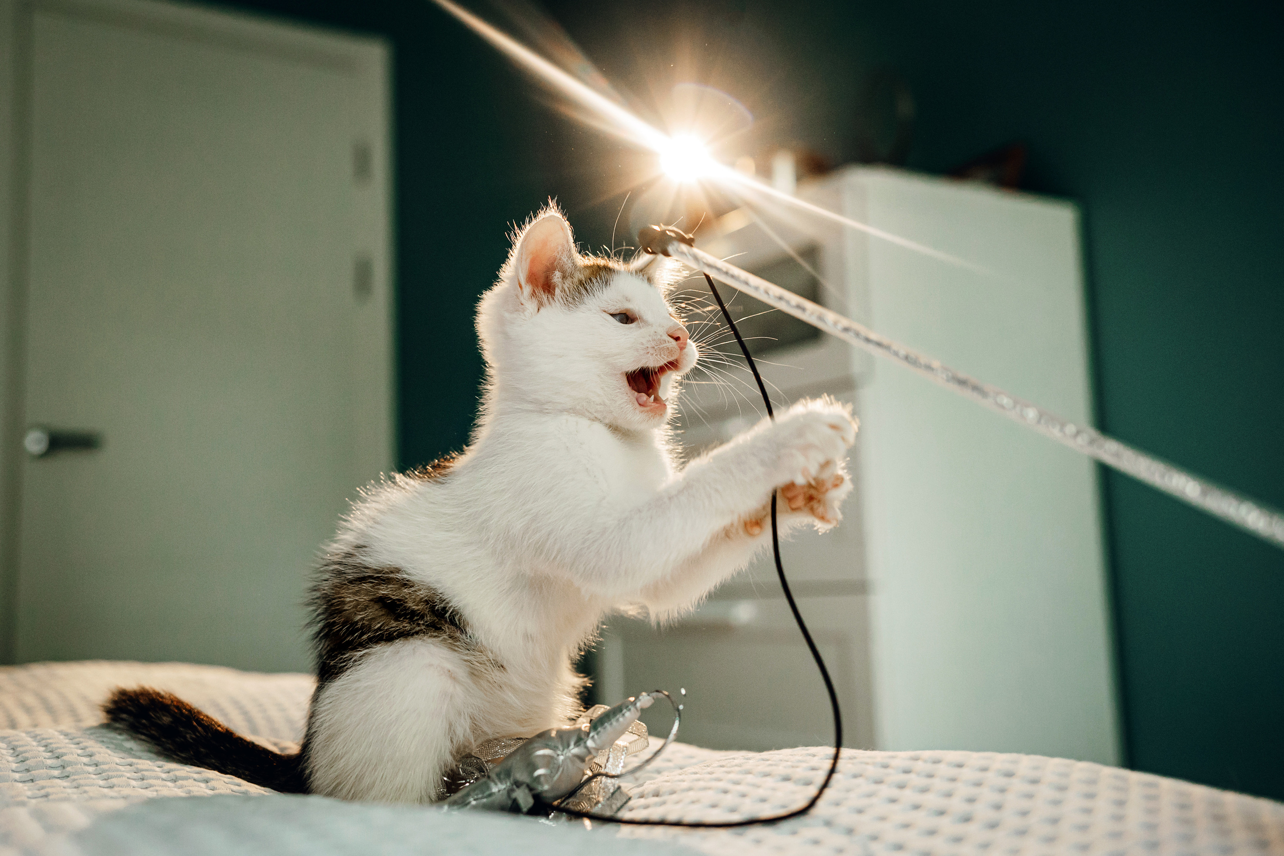 Фотосессия для котят в интерьере