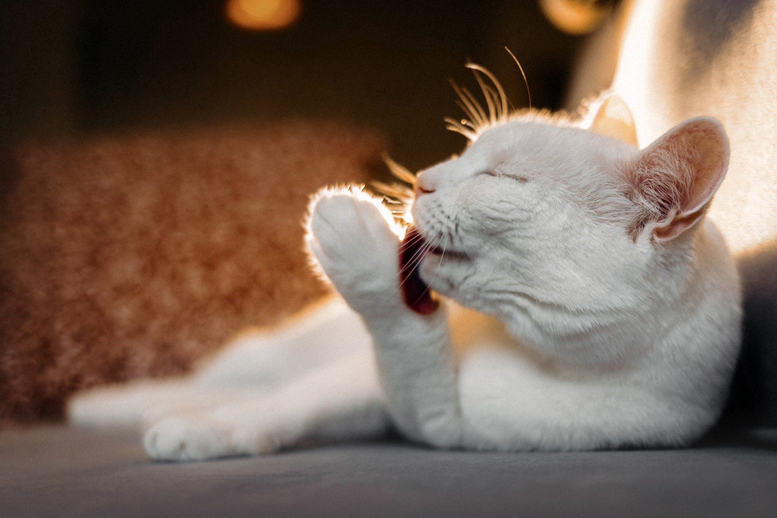 Фотосессия для кота в интерьере