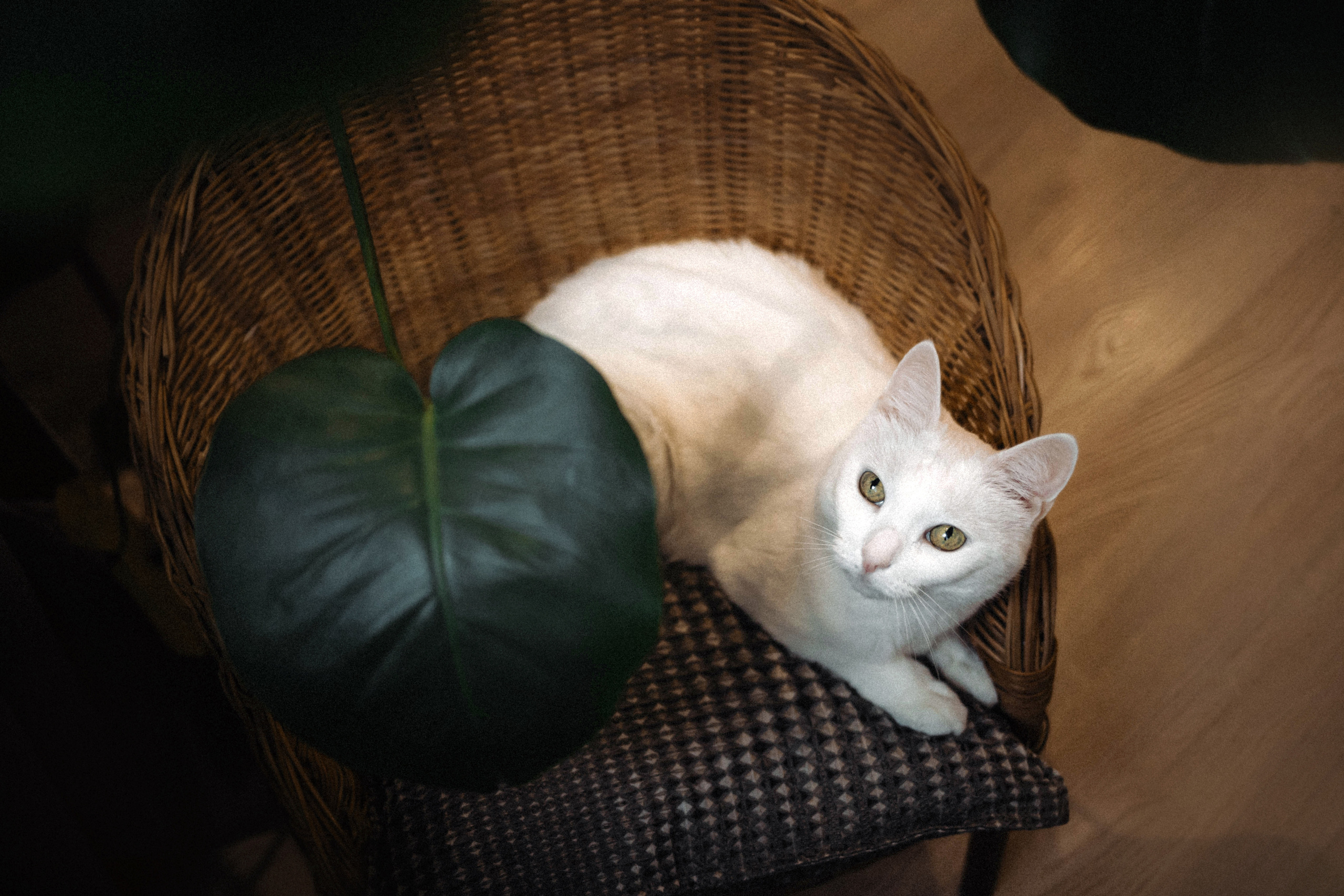 Фотосессия для кота в интерьере